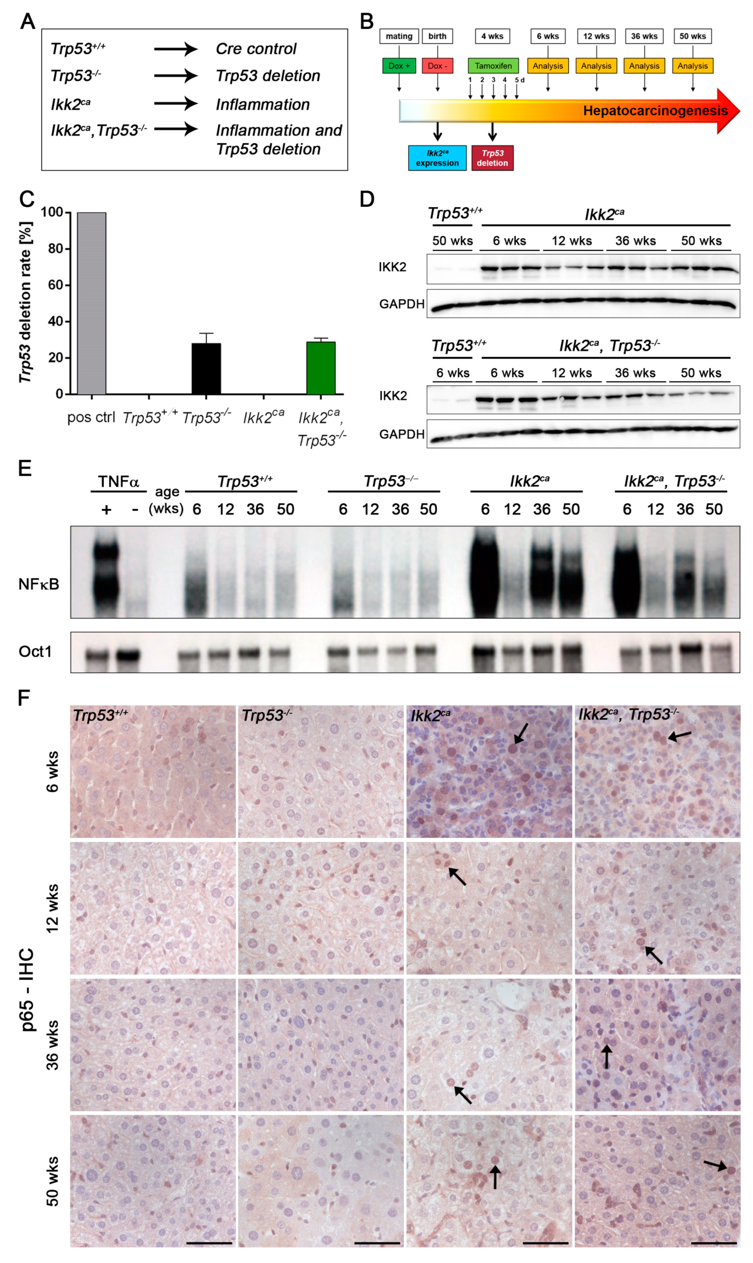 Cancers 11 01410 g001 Cancers 11 01410 g001