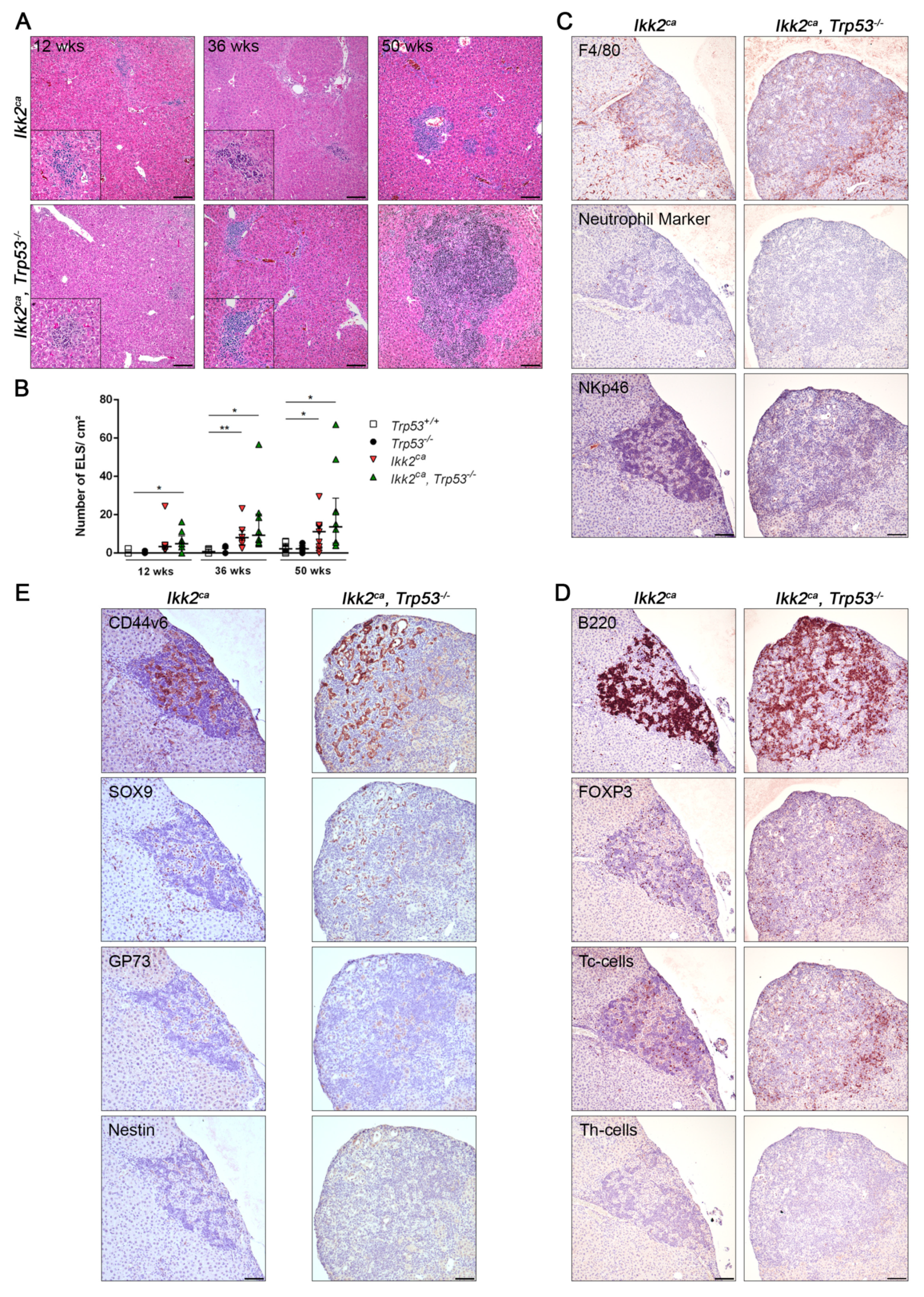 Cancers 11 01410 g005 Cancers 11 01410 g005
