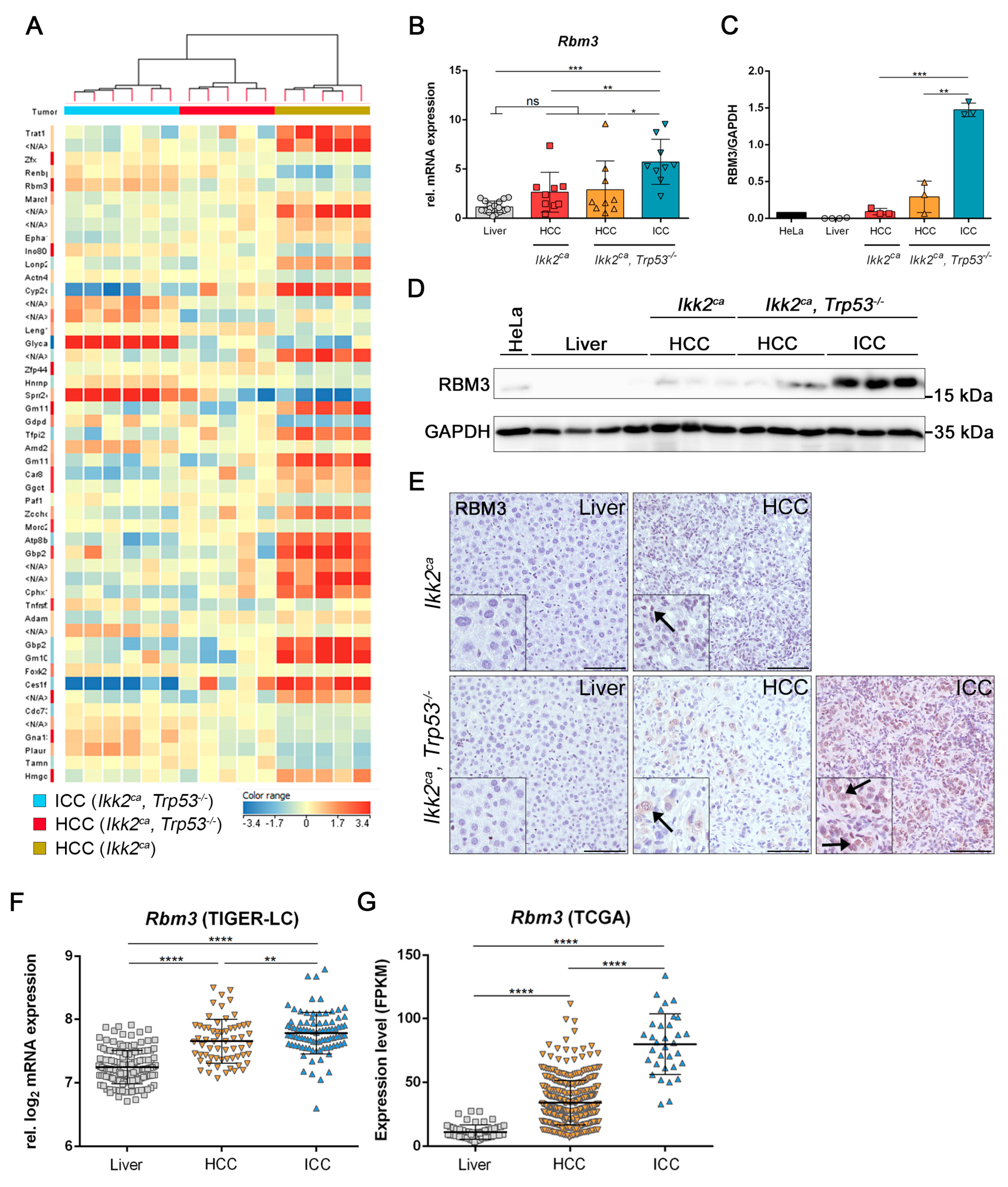 Cancers 11 01410 g006 Cancers 11 01410 g006