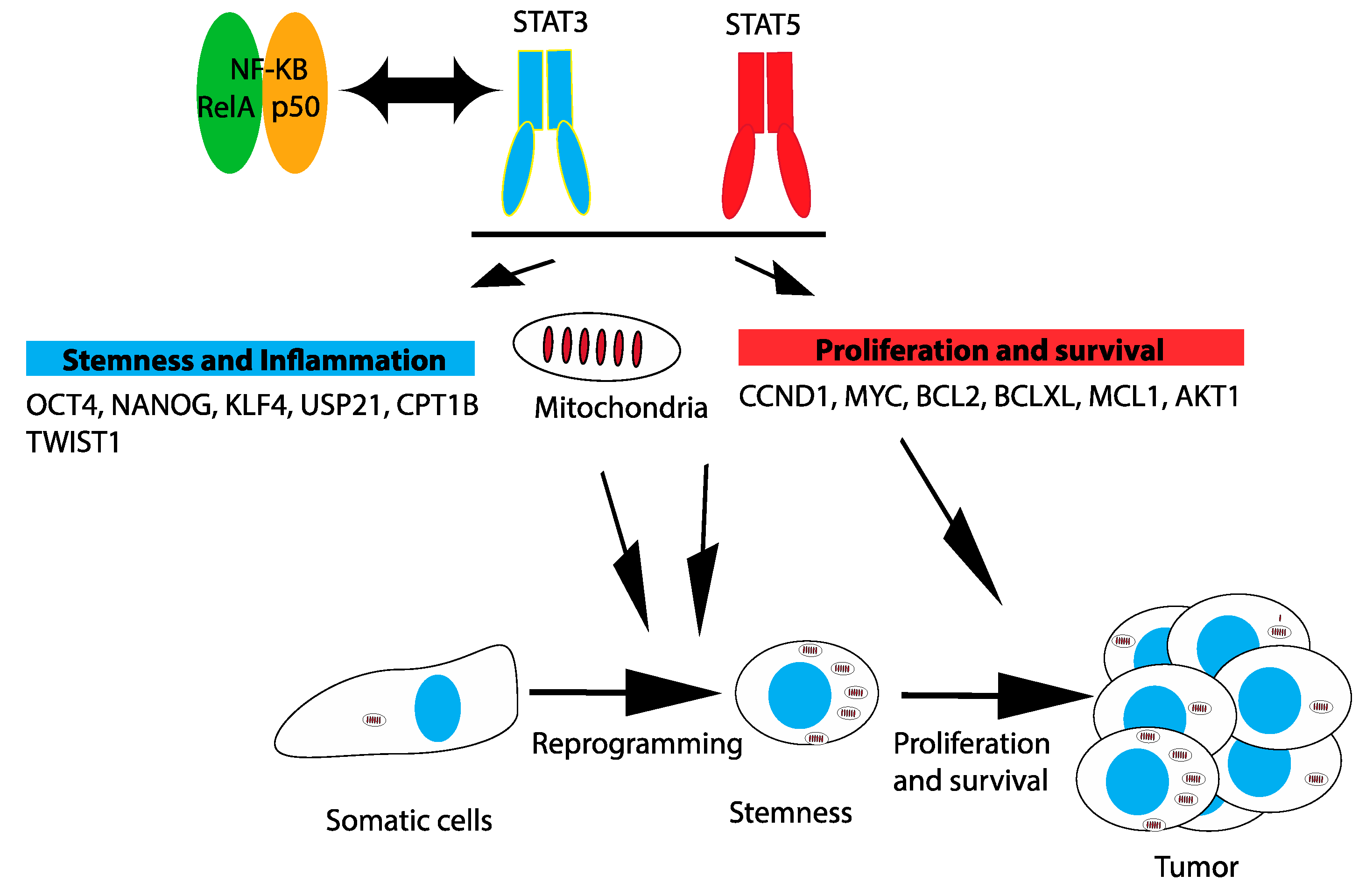 Cancers 11 01428 g002