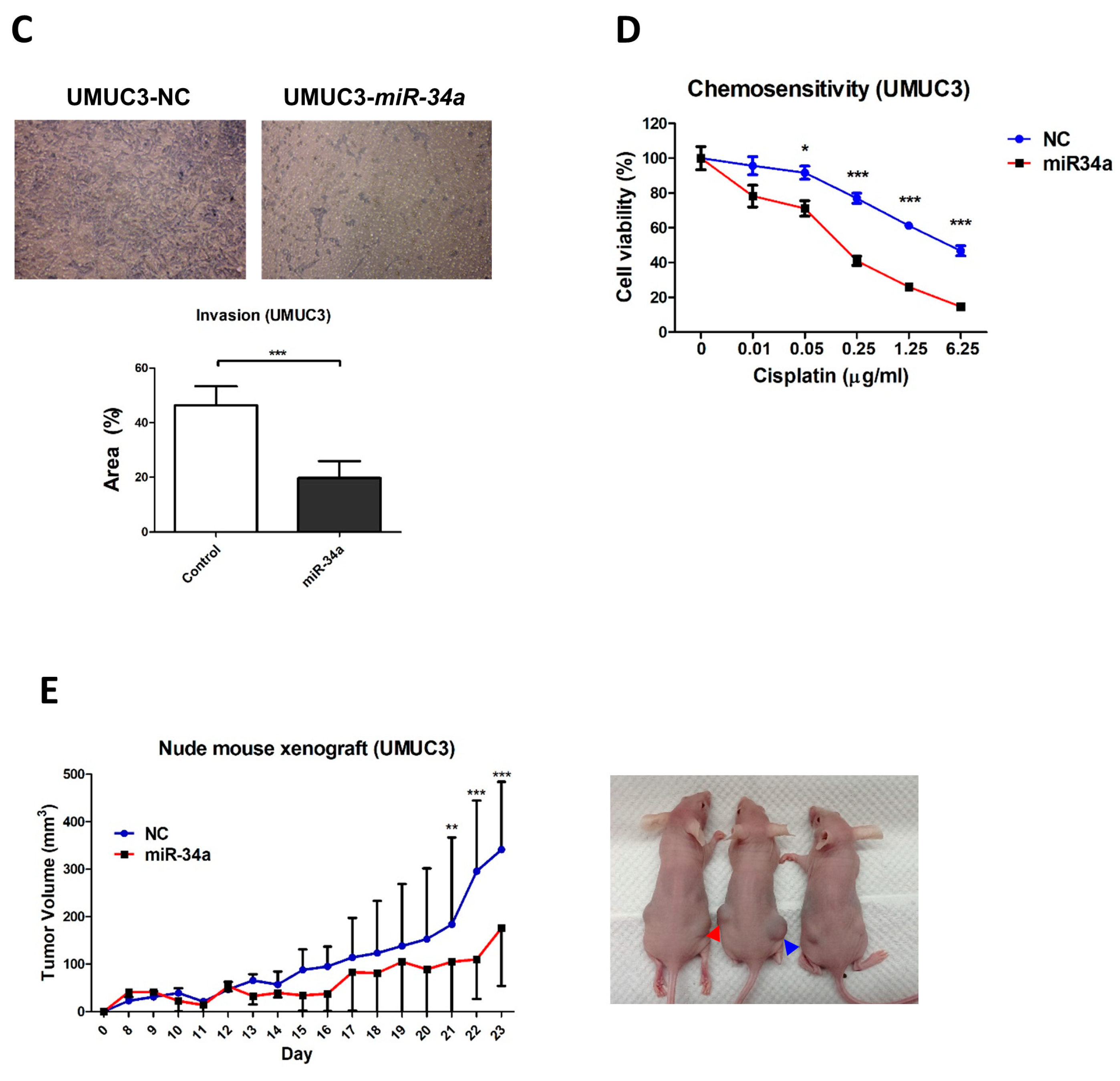 Cancers 11 01457 g008b