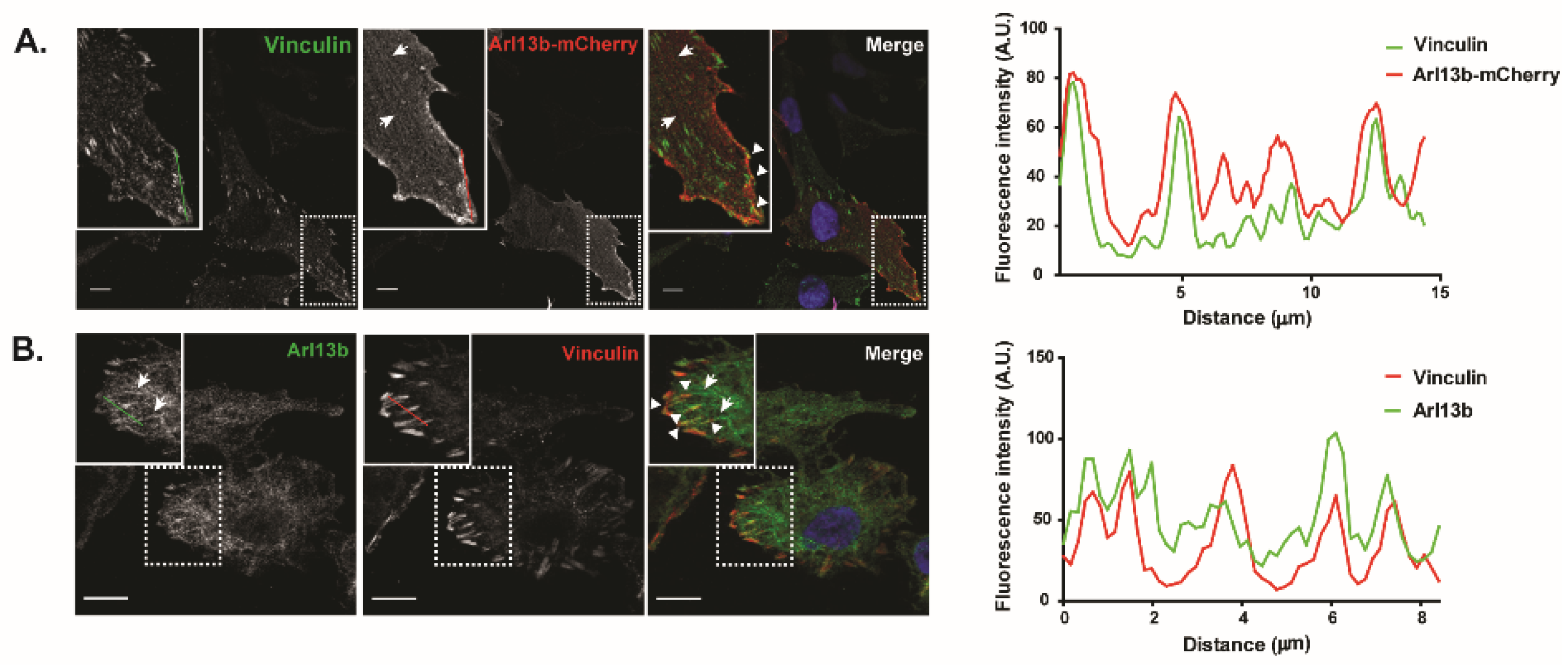 Cancers 11 01461 g002a