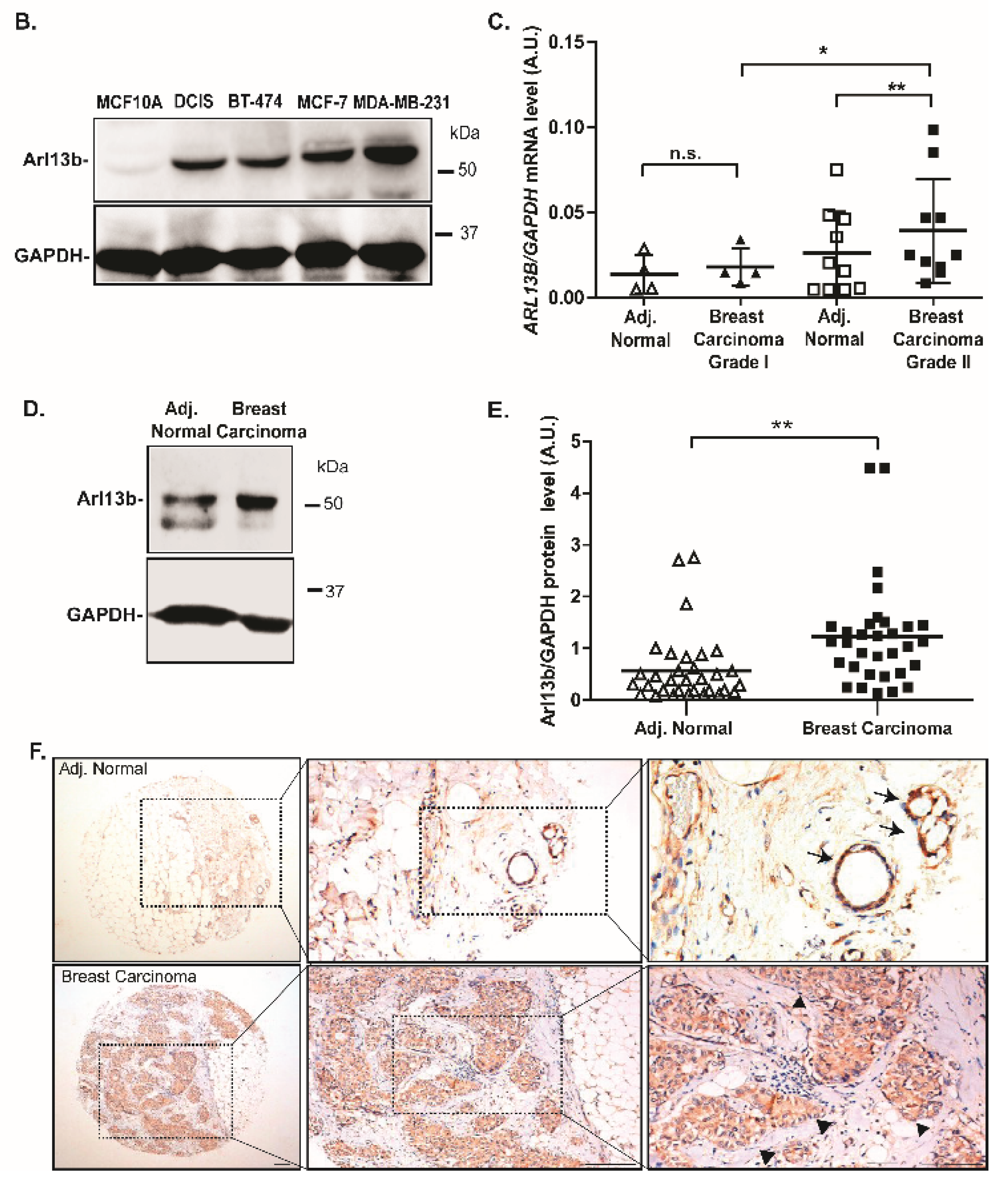 Cancers 11 01461 g005b