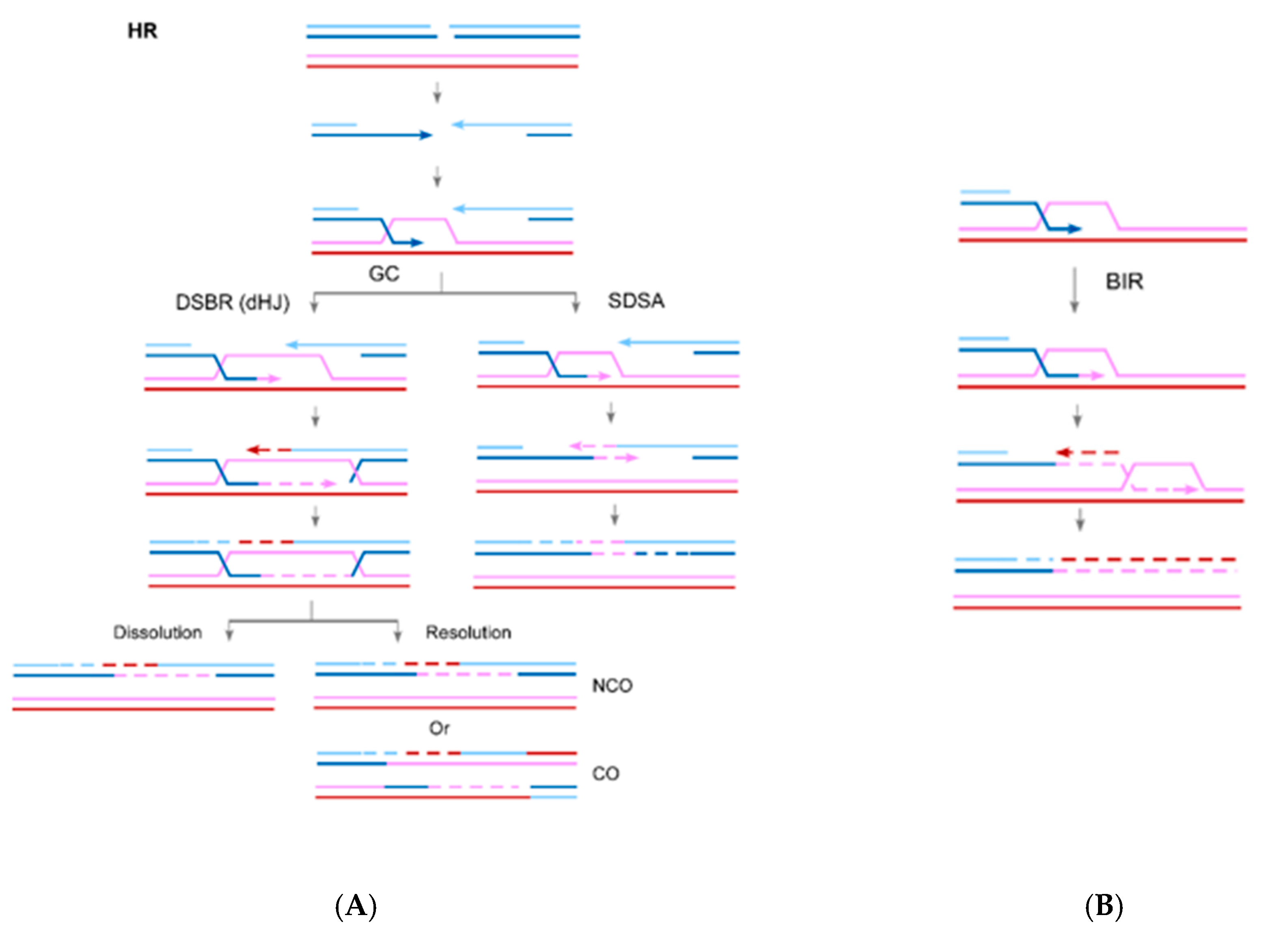 Cancers 11 01467 g001
