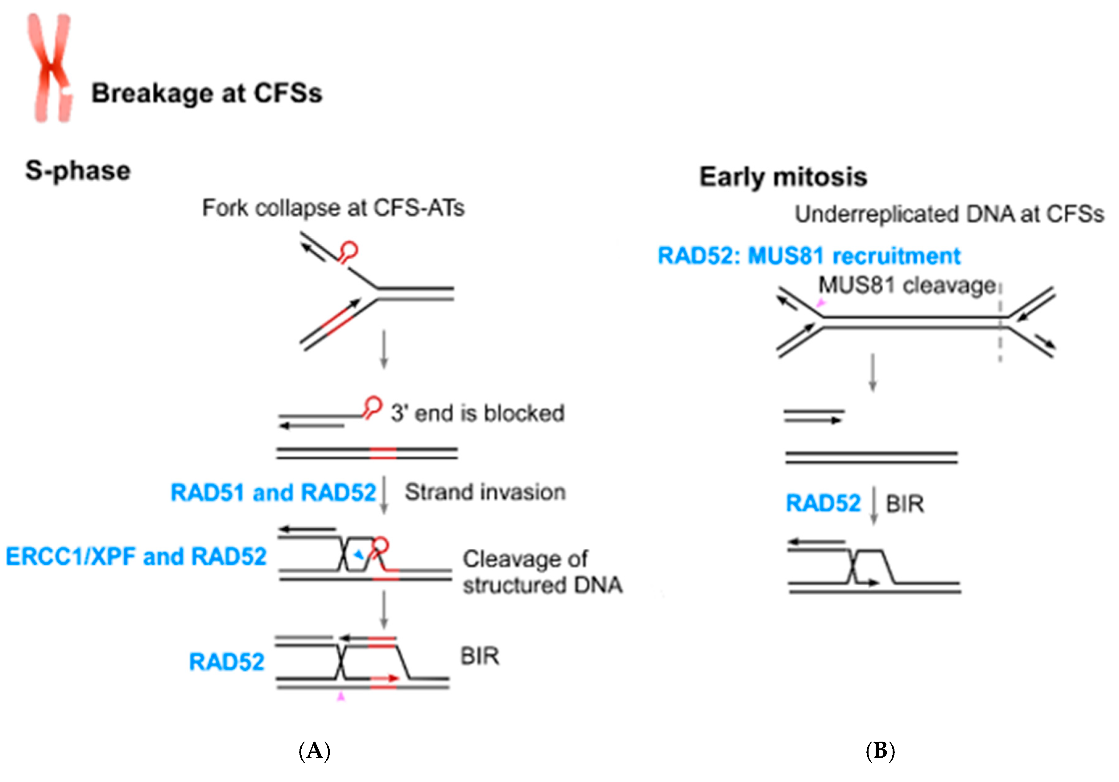 Cancers 11 01467 g003
