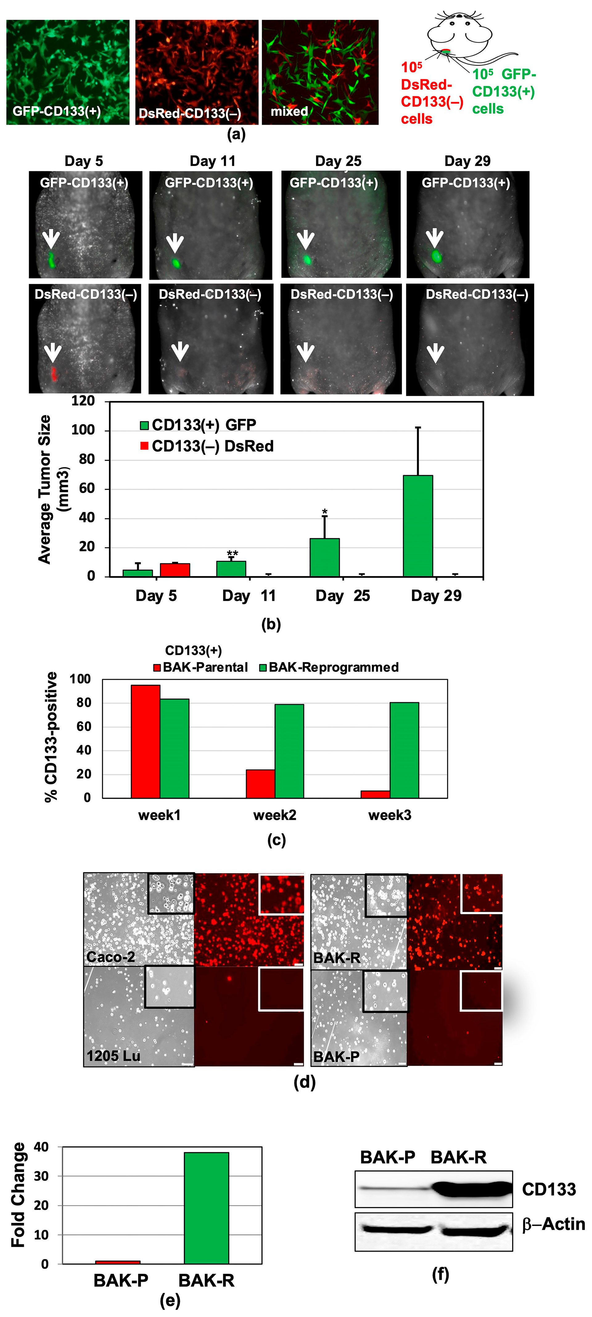 Cancers 11 01490 g001