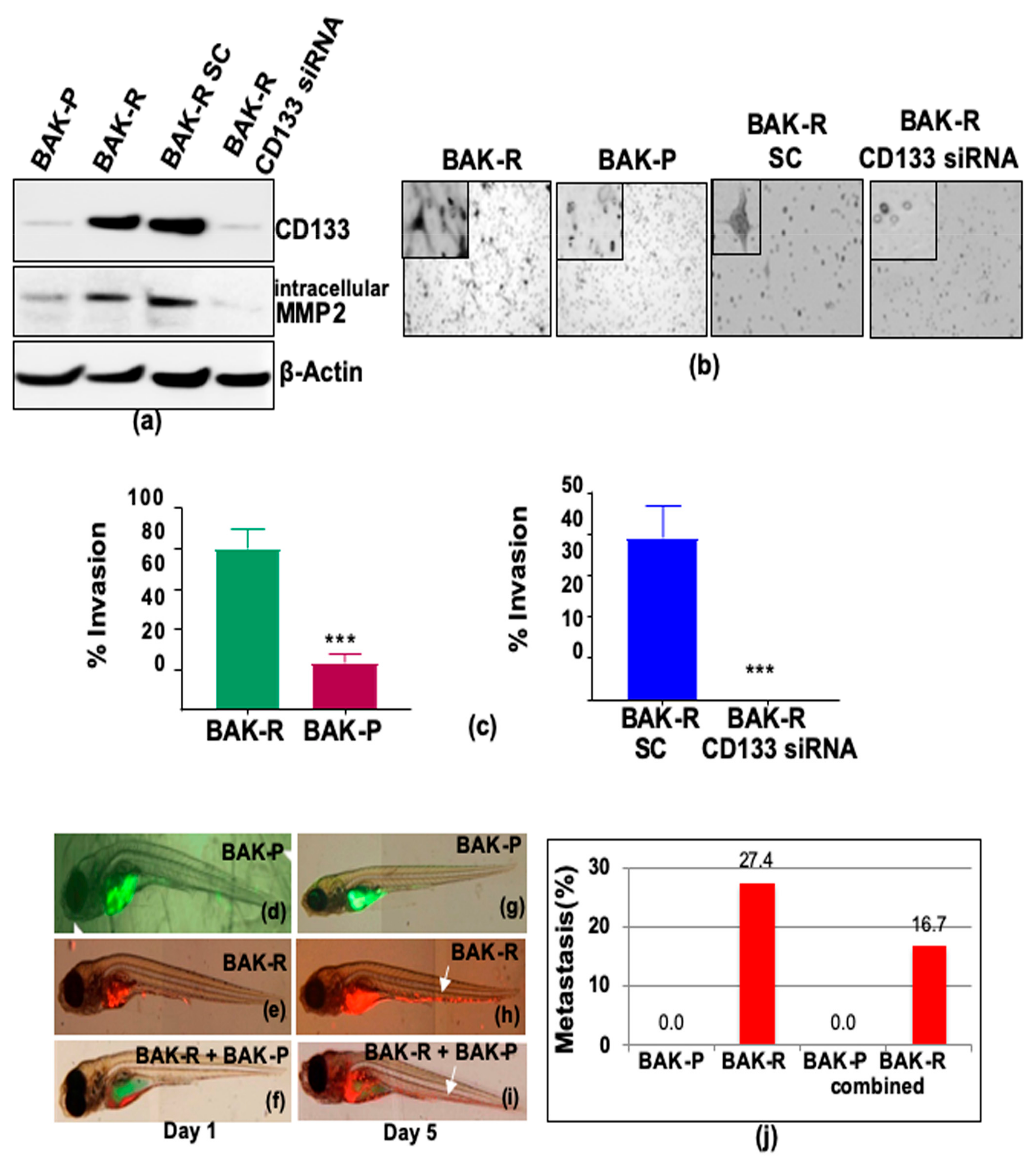 Cancers 11 01490 g003