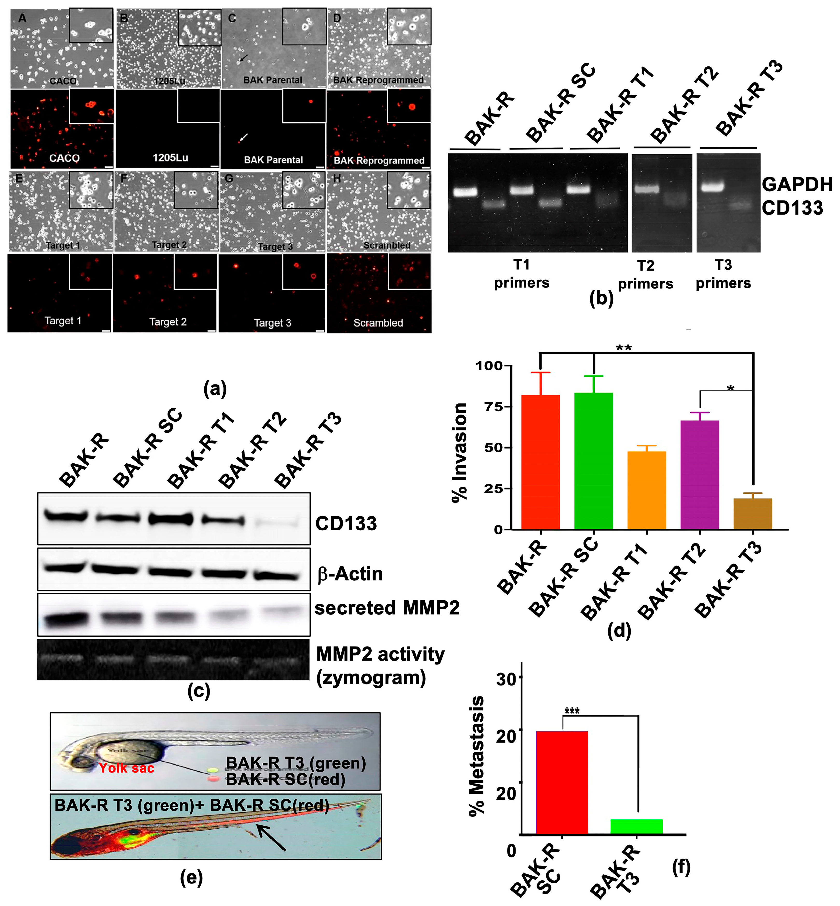 Cancers 11 01490 g004