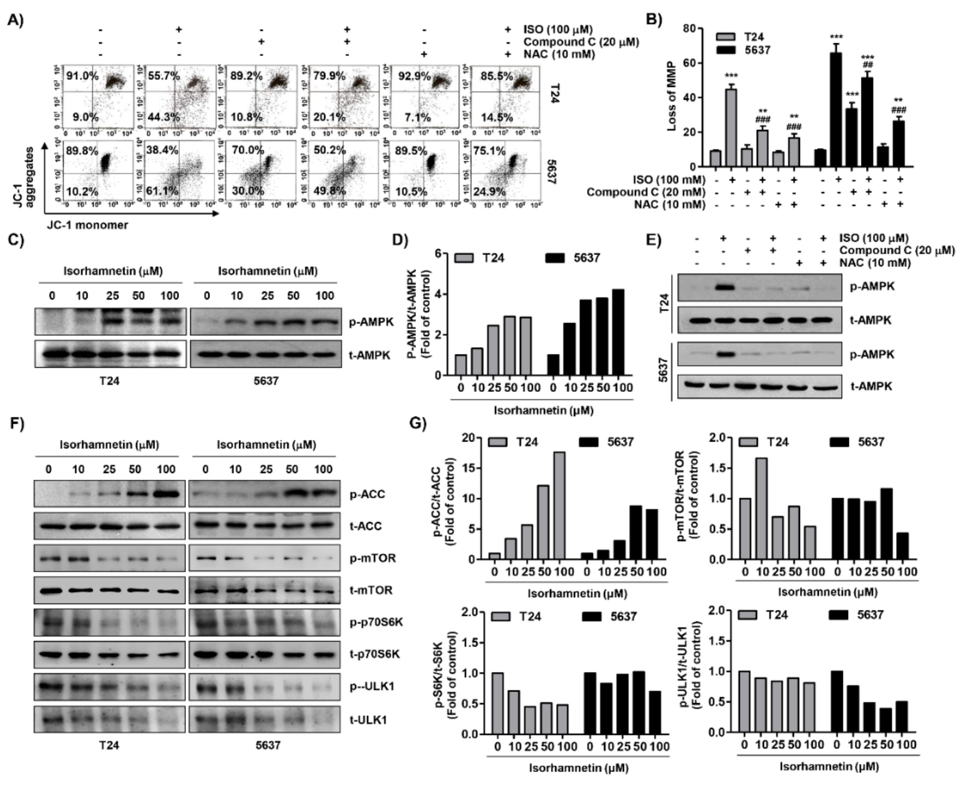 Cancers 11 01494 g006