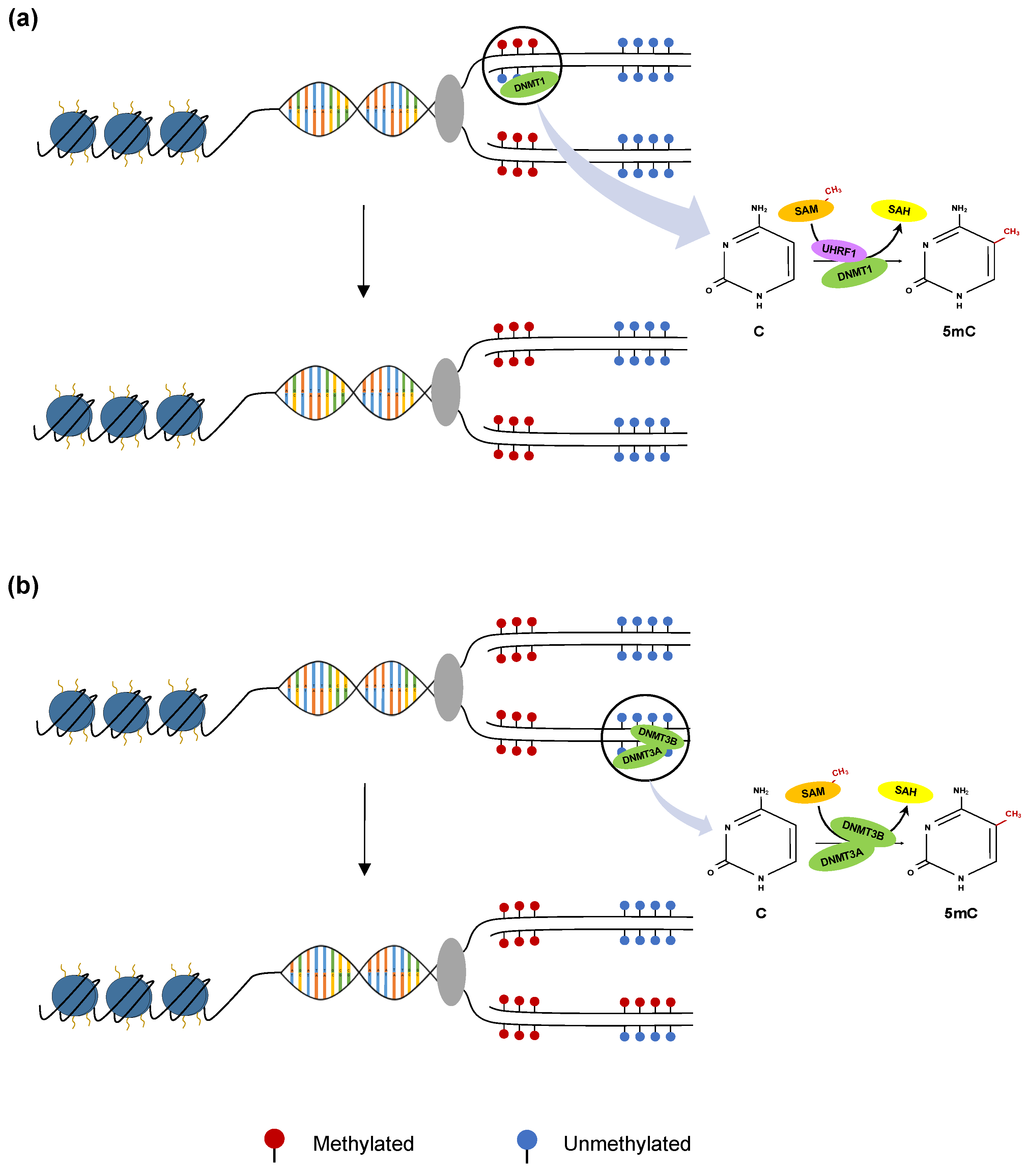 Cancers 11 01515 g001