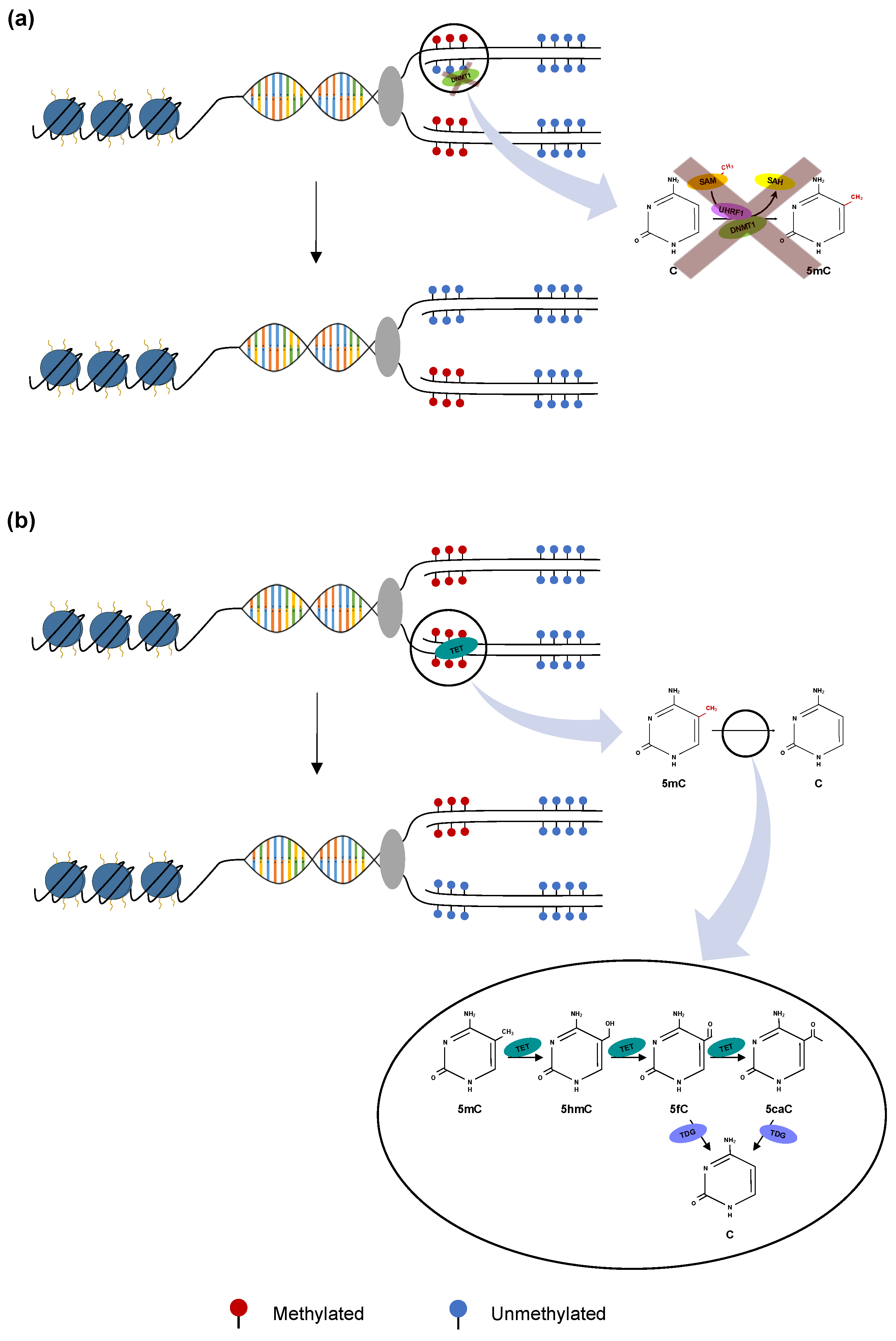 Cancers 11 01515 g002