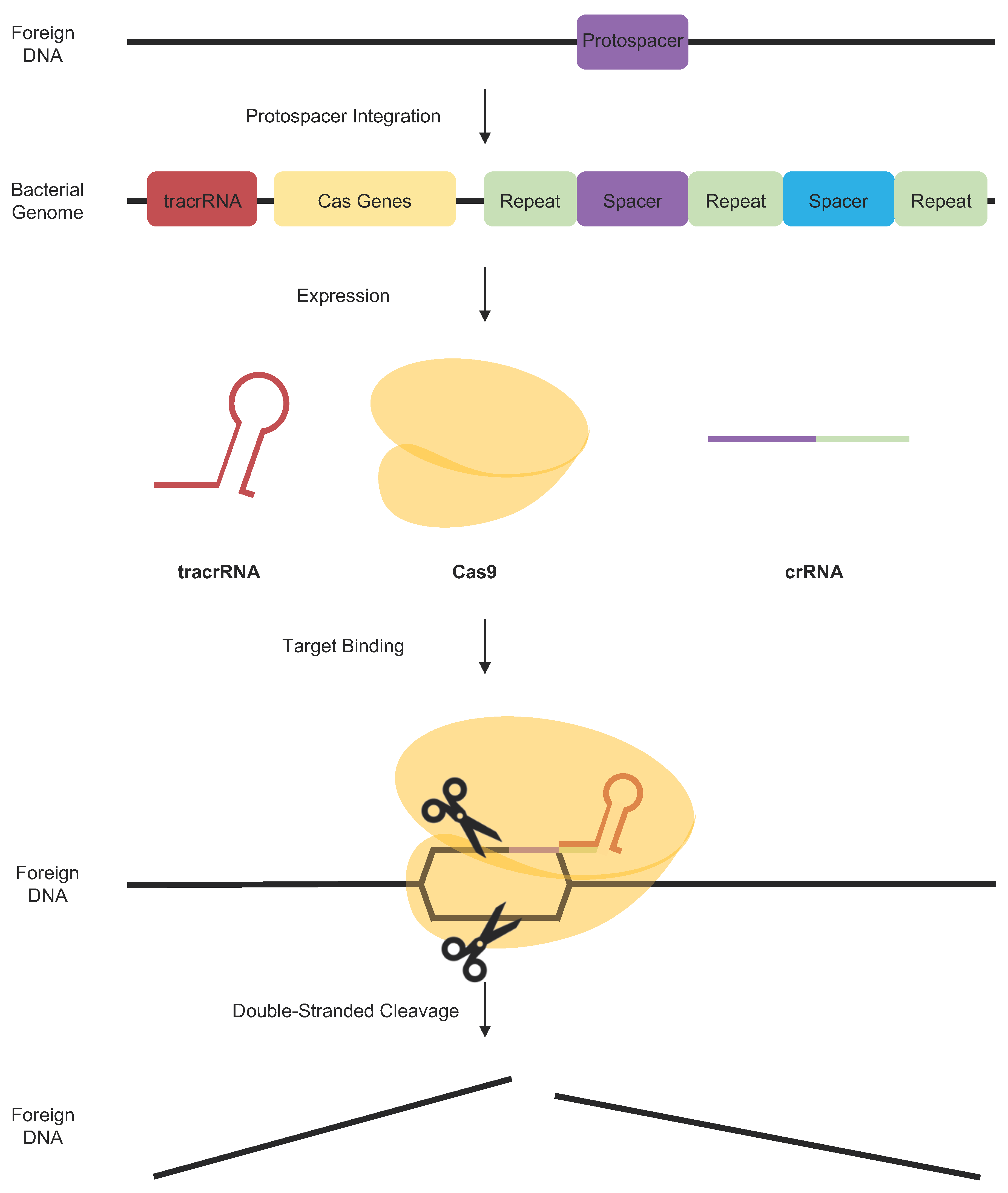 Cancers 11 01515 g003