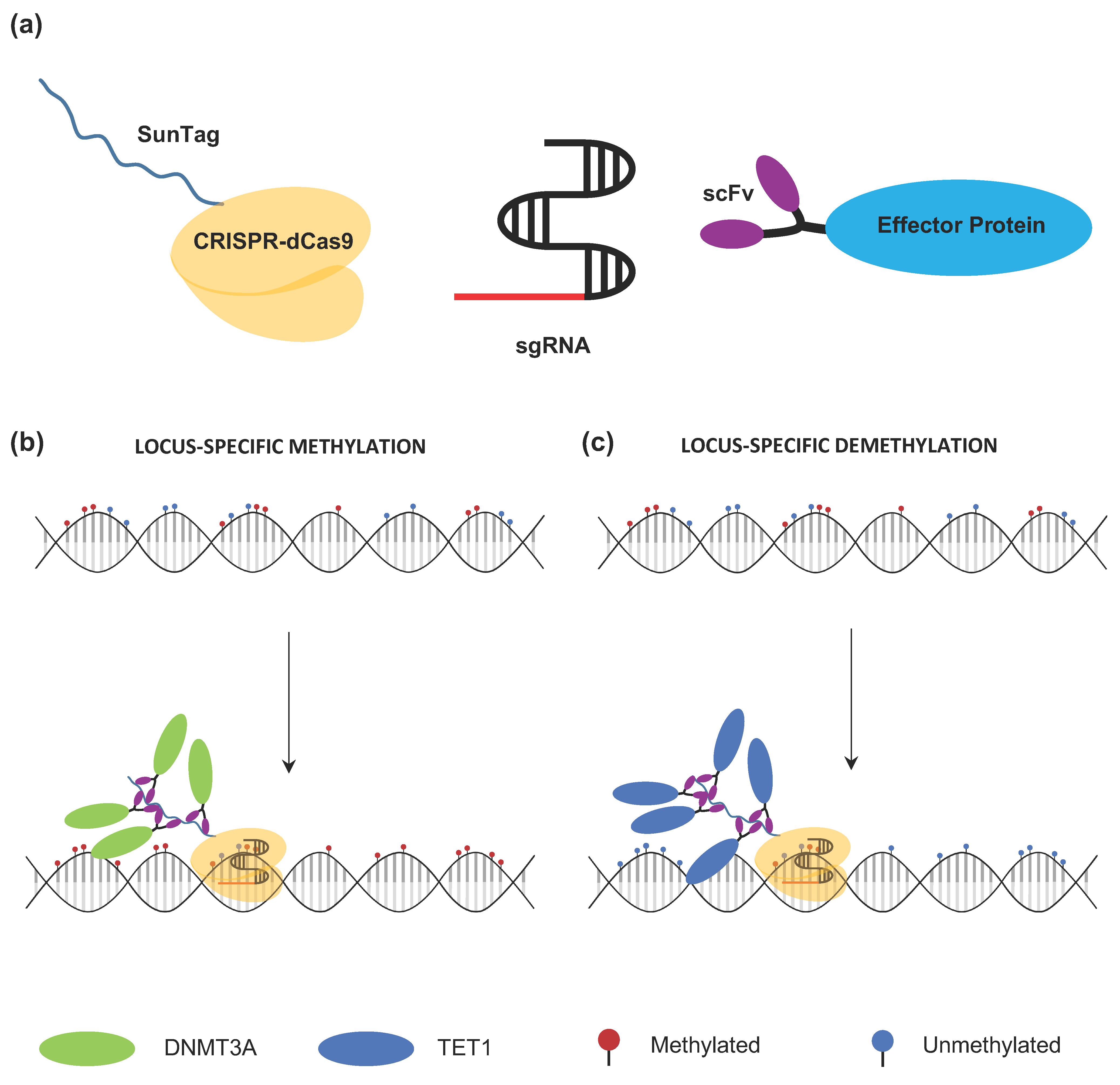 Cancers 11 01515 g004