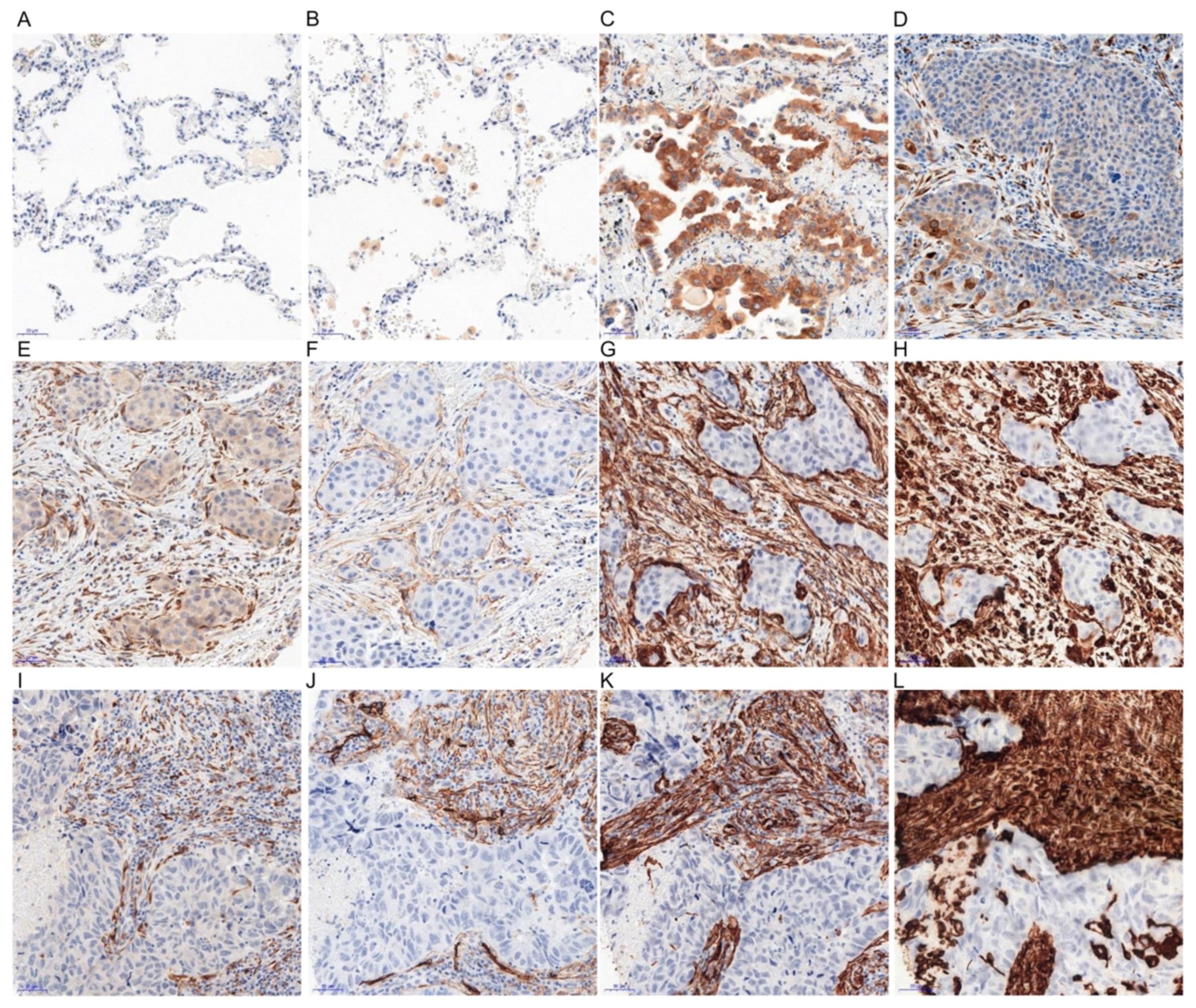 Cancers 11 01538 g001