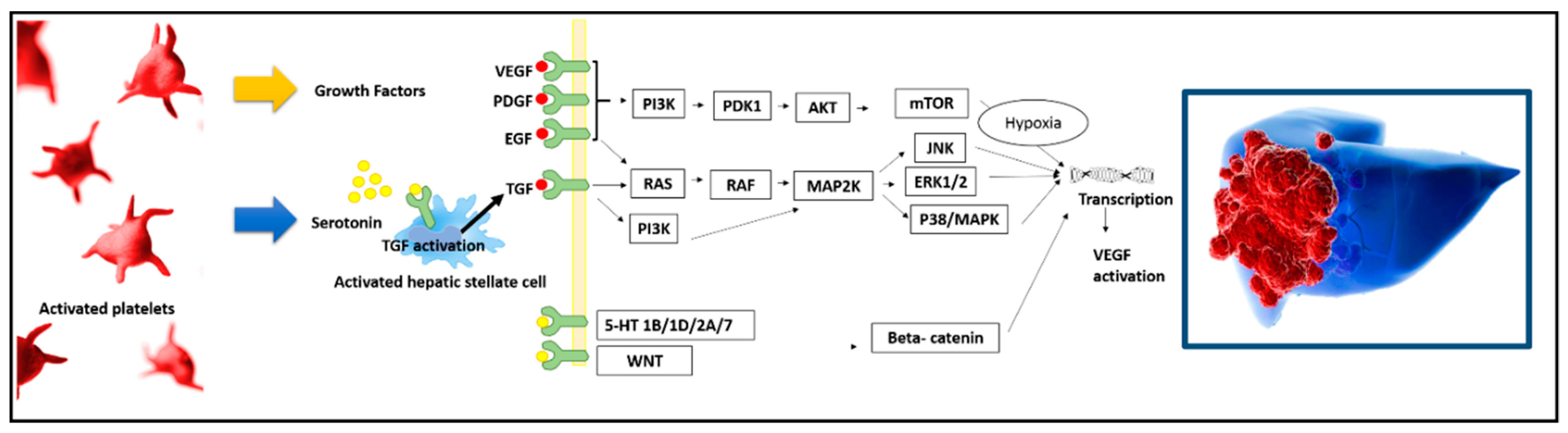 Cancers 11 01568 g001