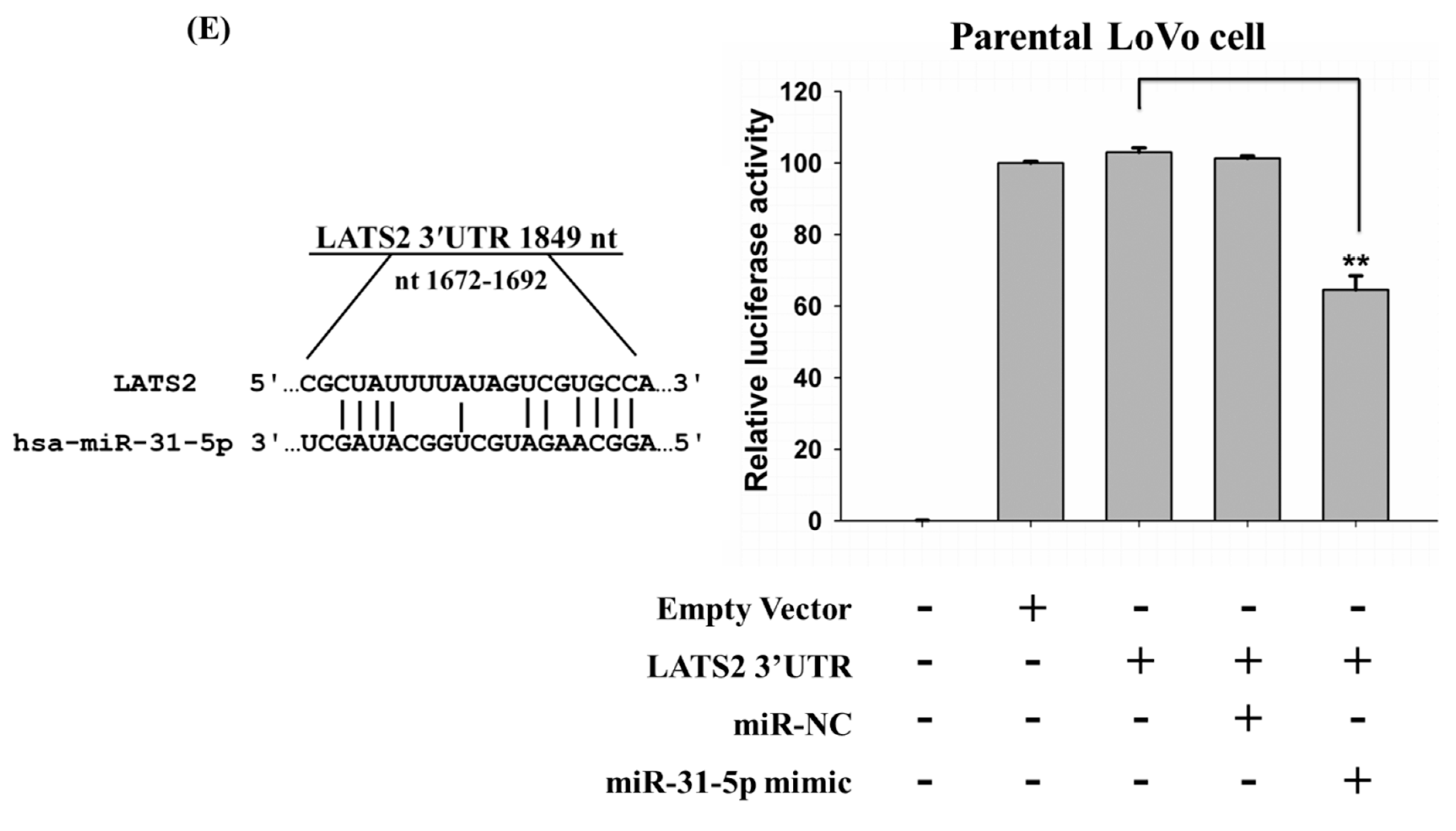 Cancers 11 01576 g004b Cancers 11 01576 g004b