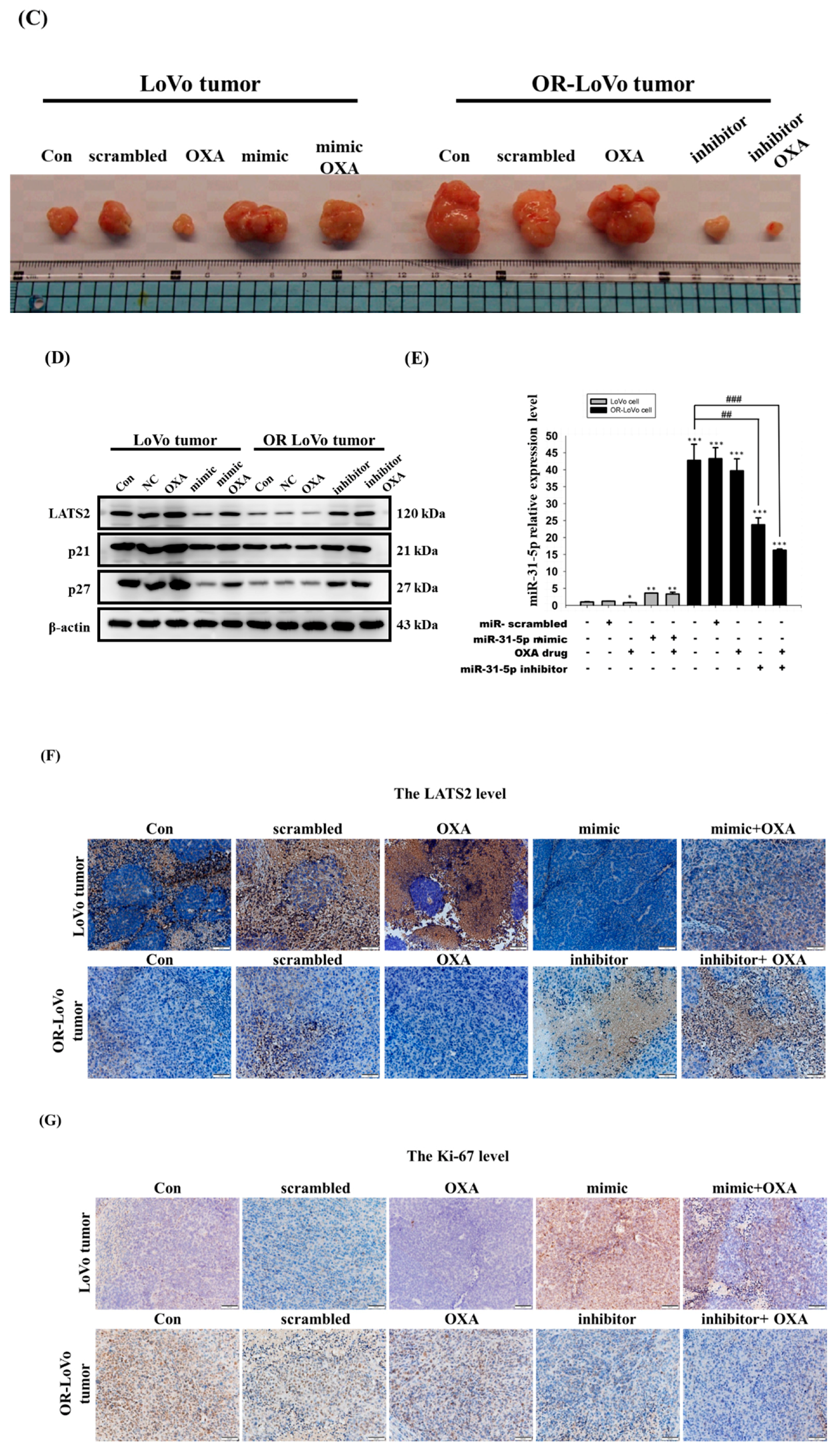 Cancers 11 01576 g005b Cancers 11 01576 g005b