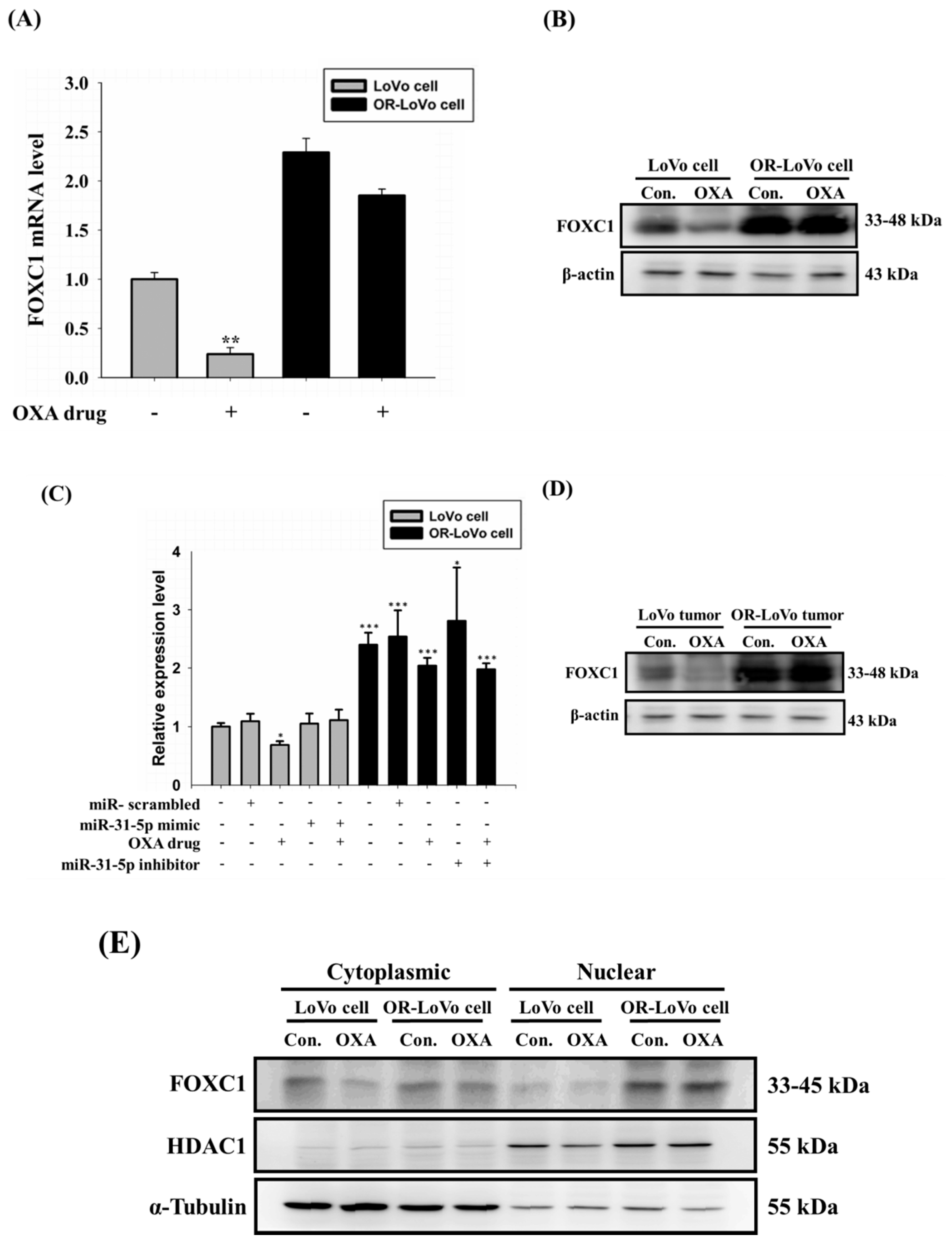 Cancers 11 01576 g006 Cancers 11 01576 g006
