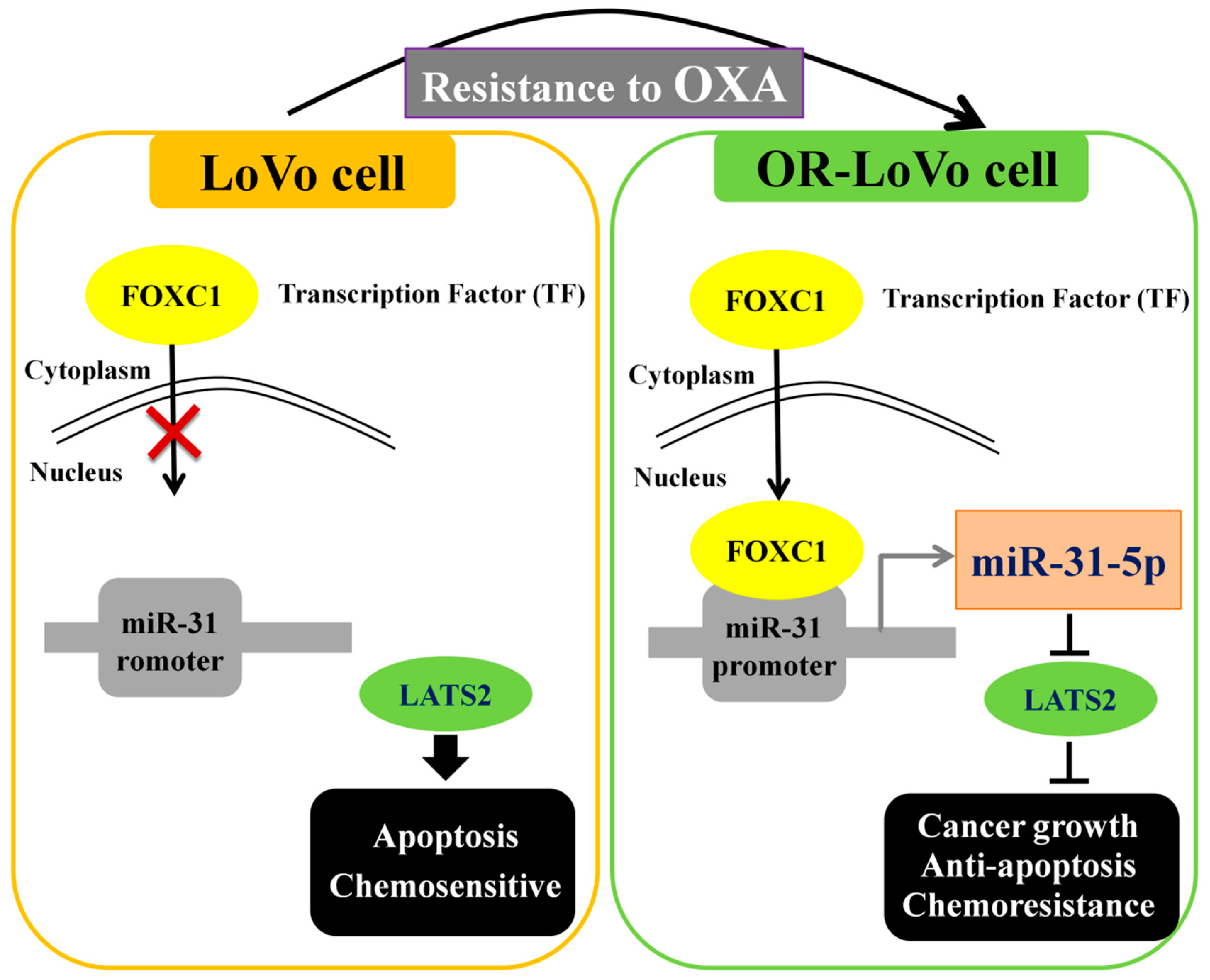Cancers 11 01576 g008 Cancers 11 01576 g008