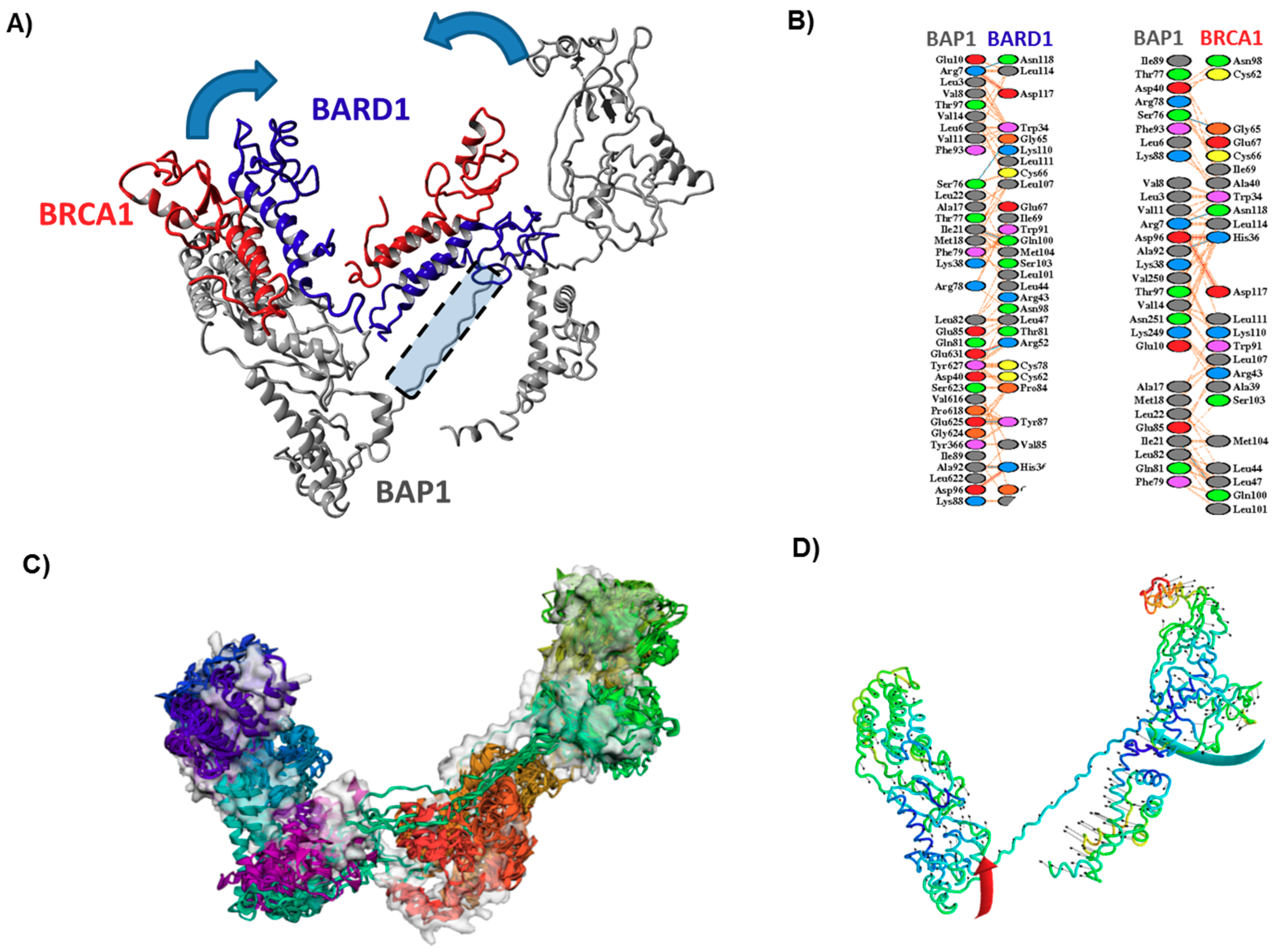 Mutational Landscape of the BAP1 Locus Reveals an Intrinsic Control to ...