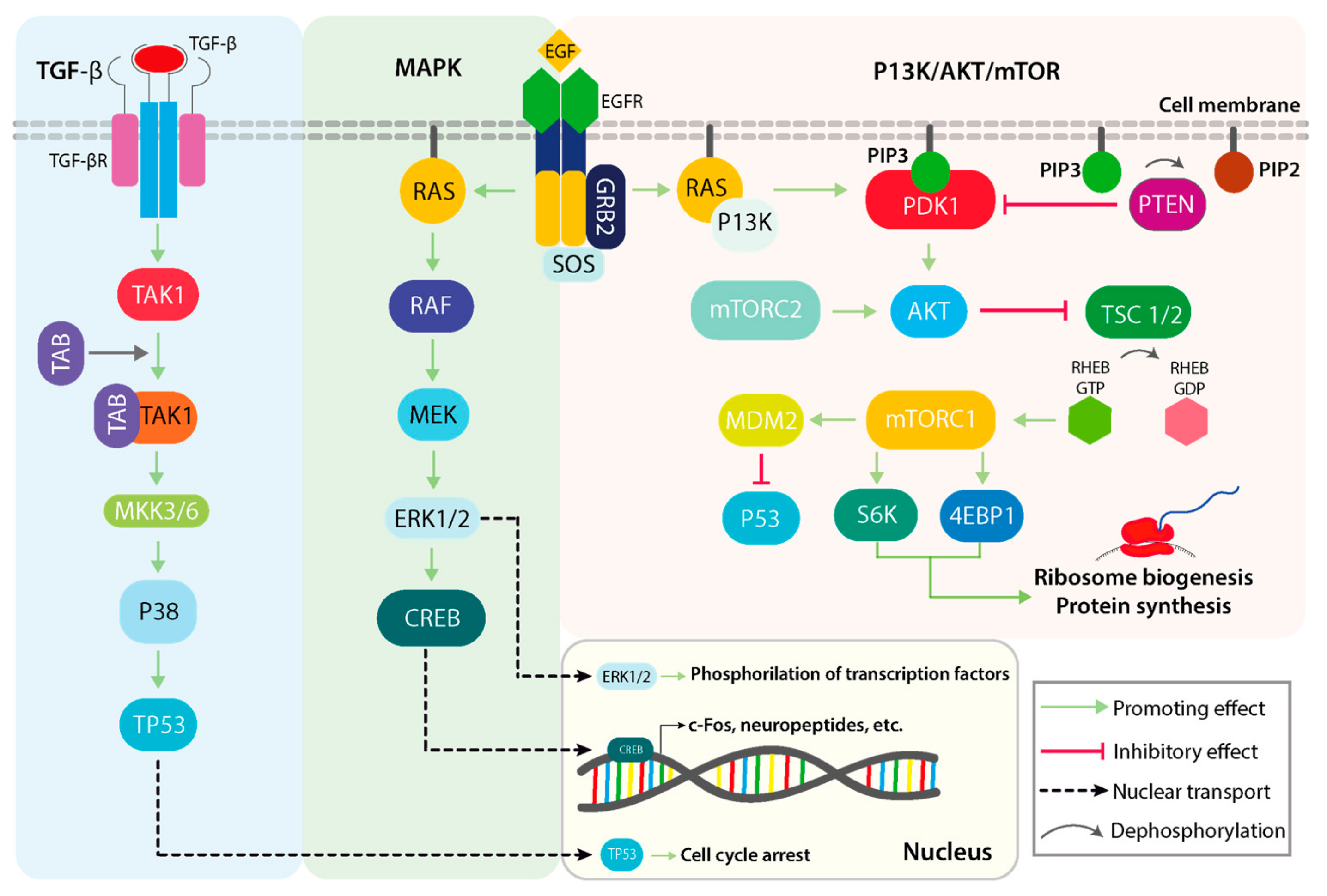 Cancers 11 01618 g001