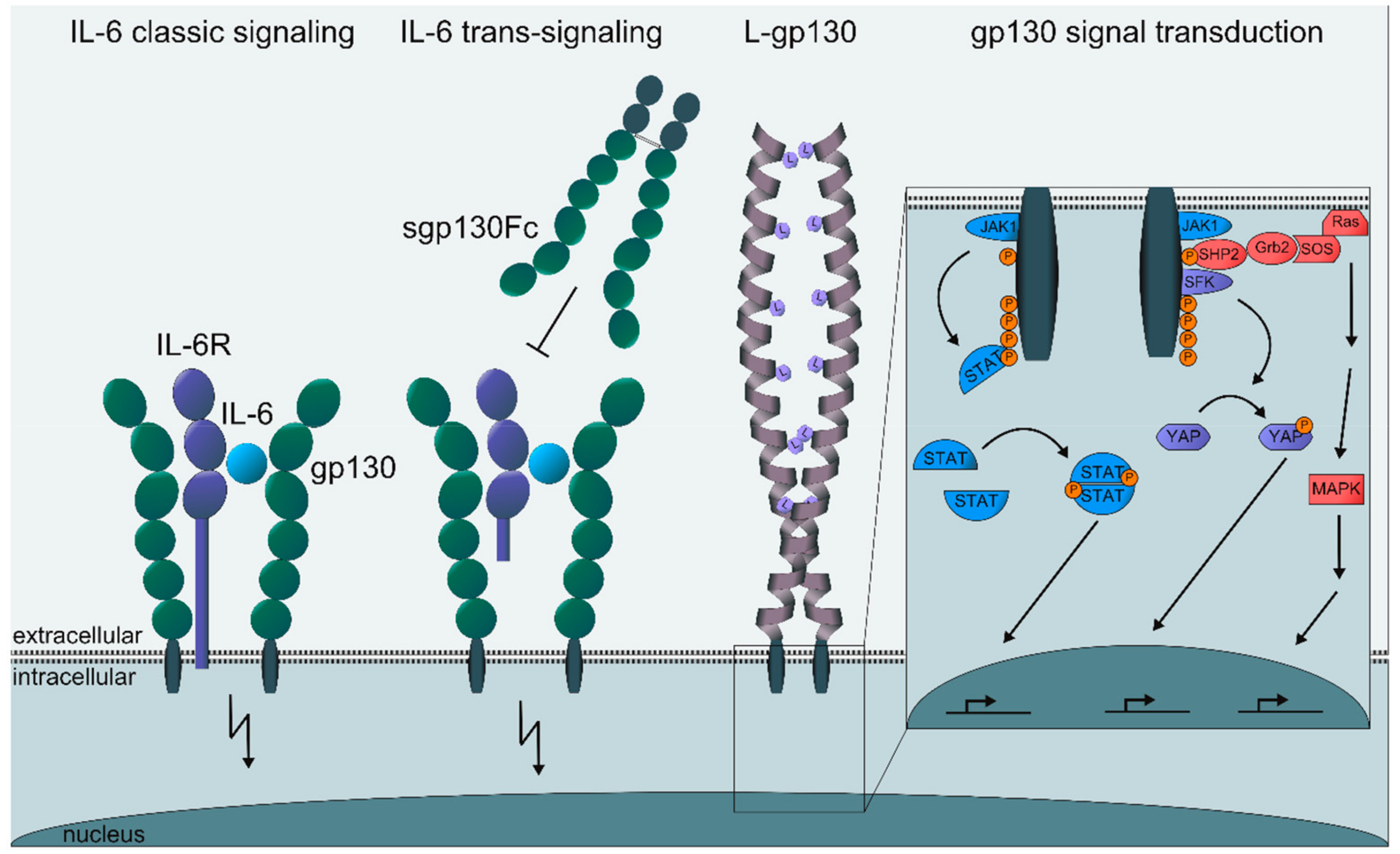 Cancers 11 01736 g001