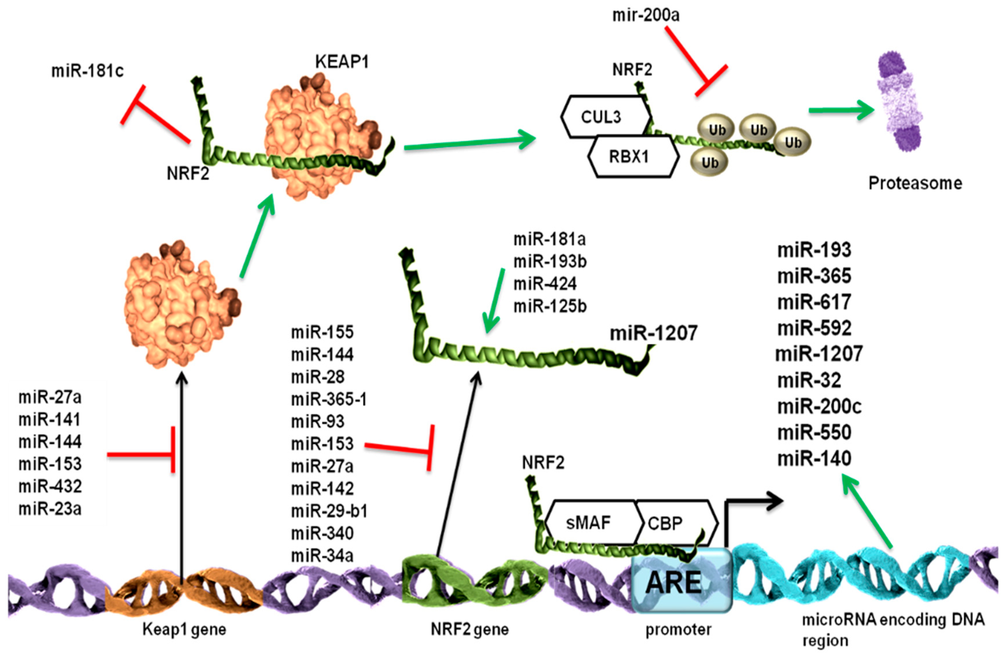 Cancers 11 01755 g002
