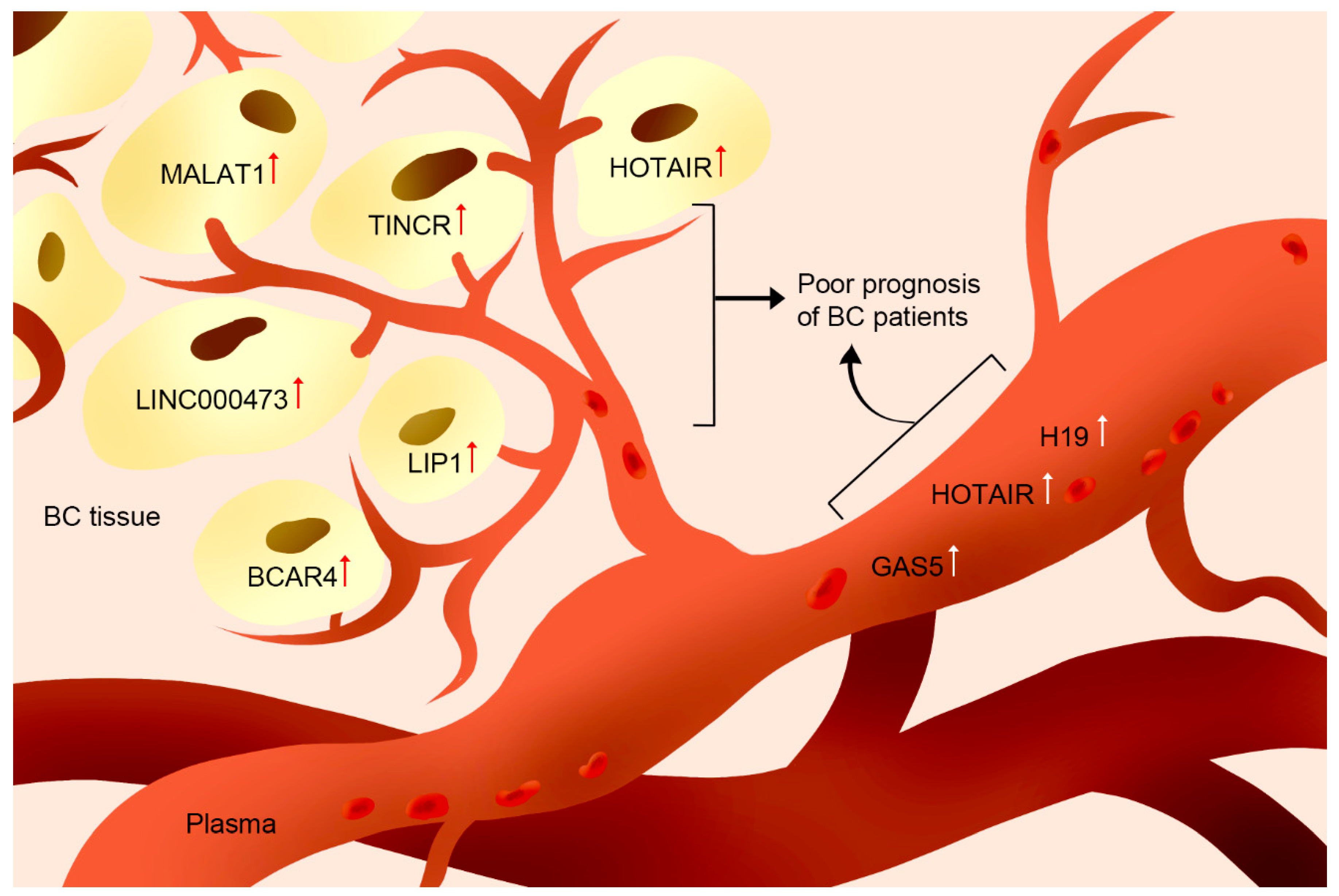 Cancers 11 01802 g001