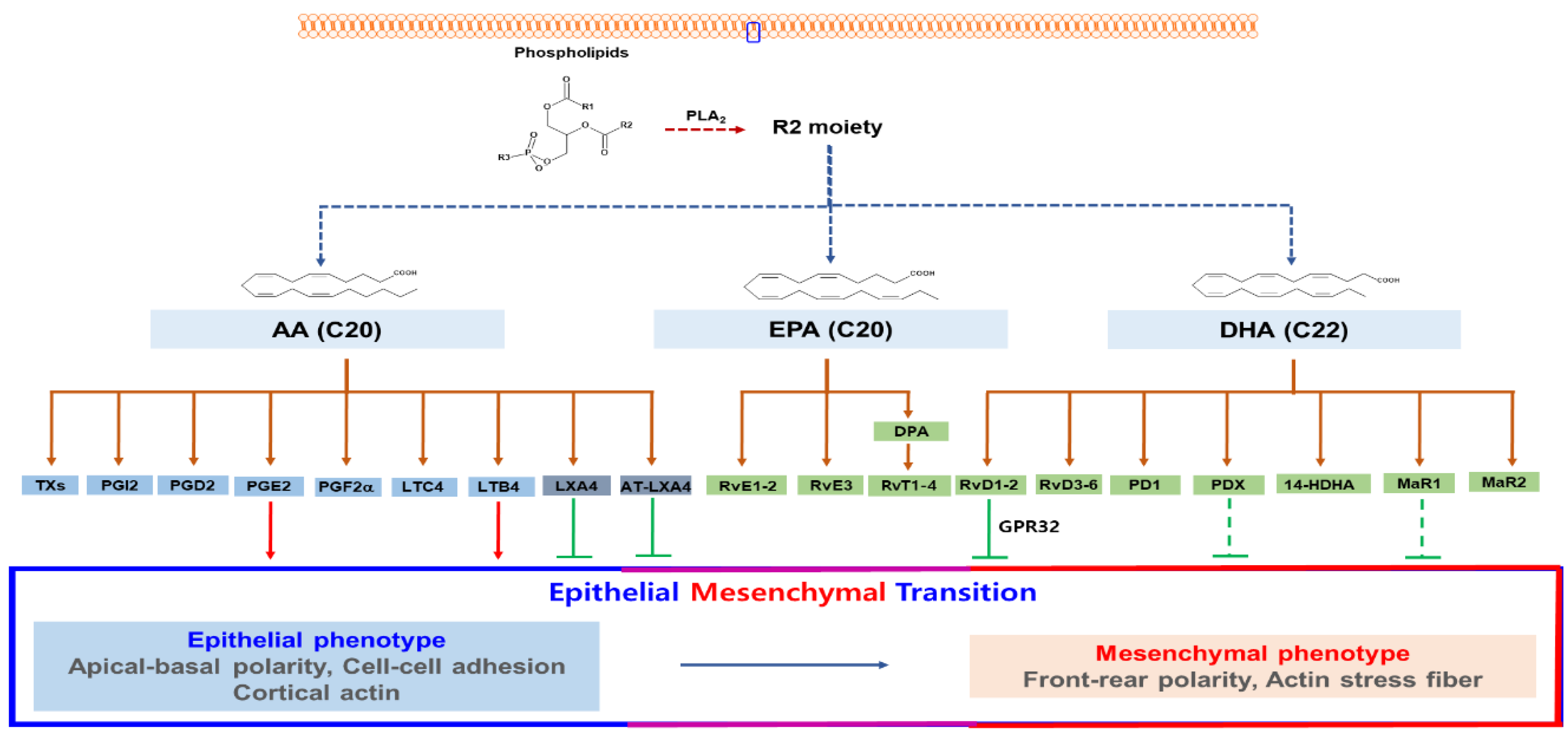 Cancers 11 01841 g002