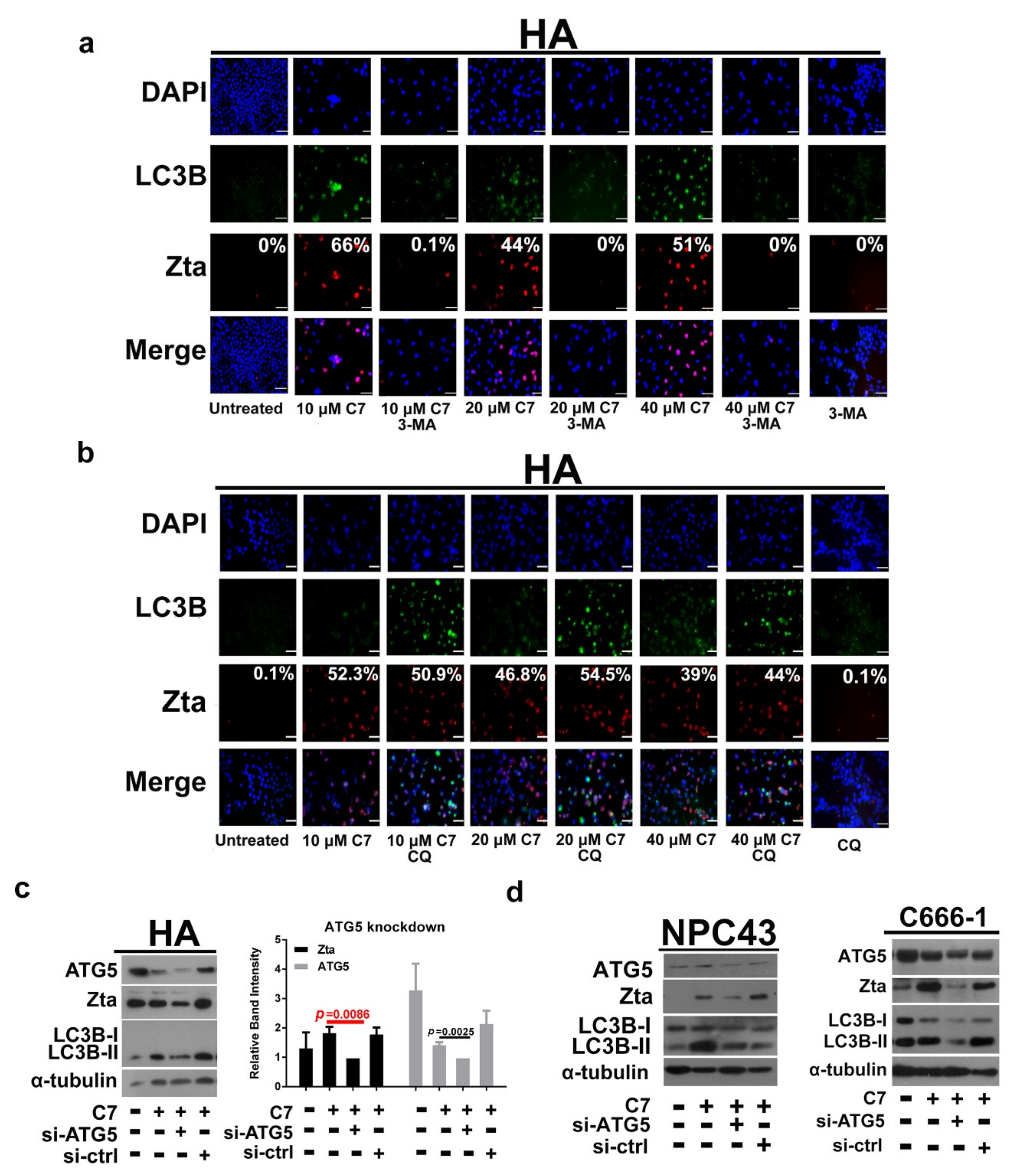 Cancers 11 01871 g002a