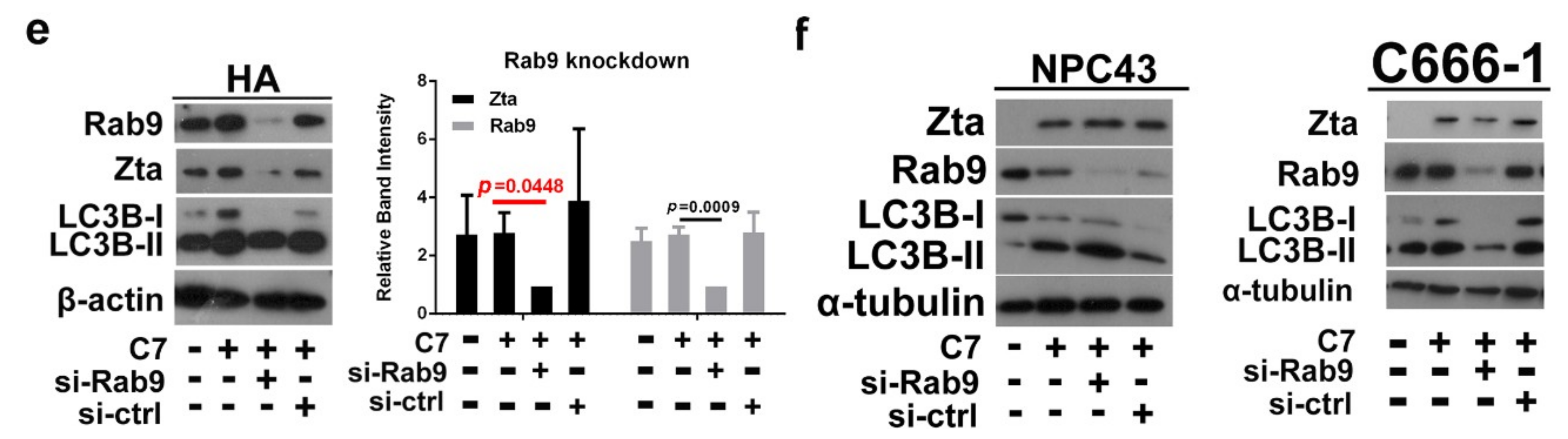 Cancers 11 01871 g002b
