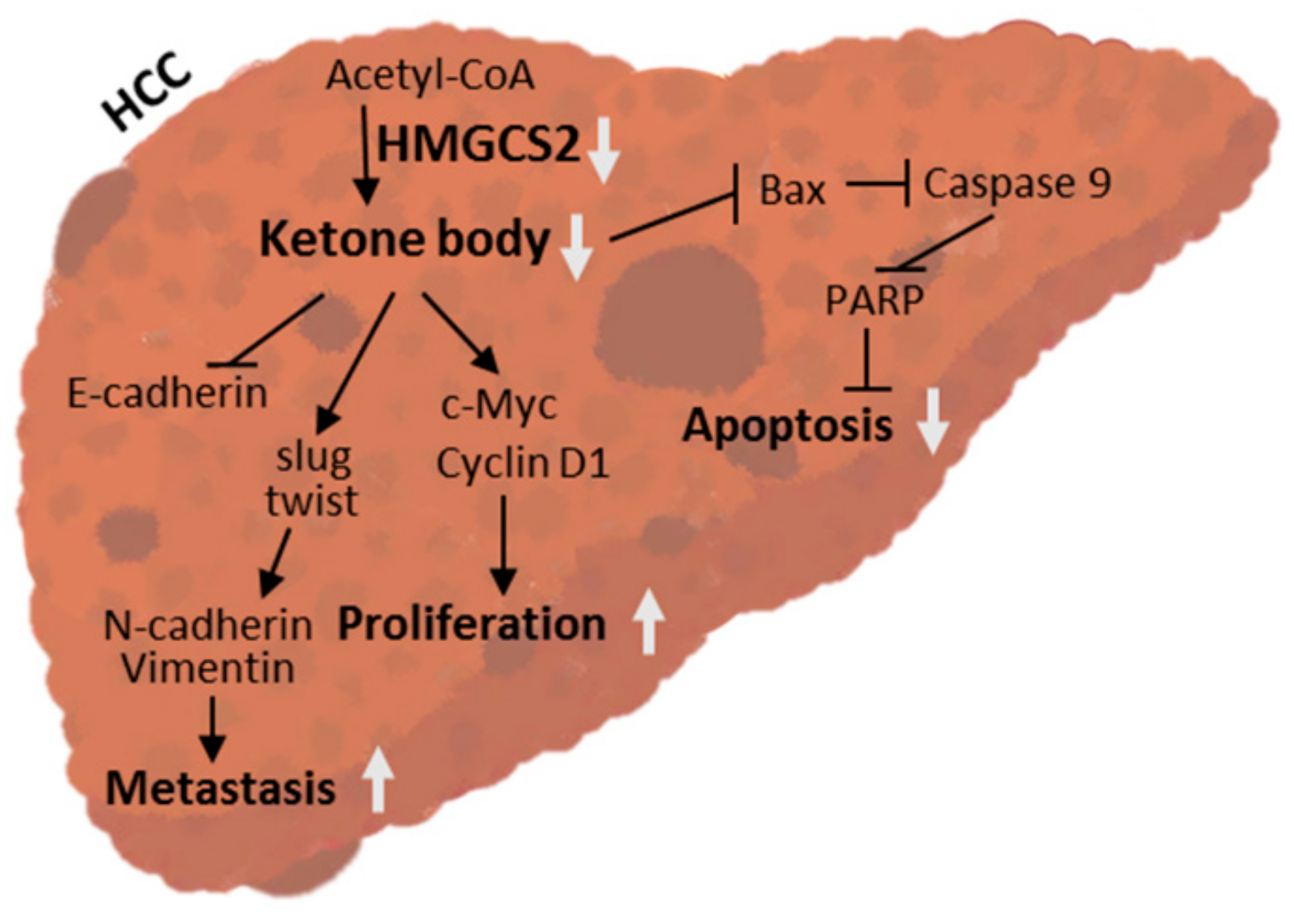 Cancers 11 01876 g009