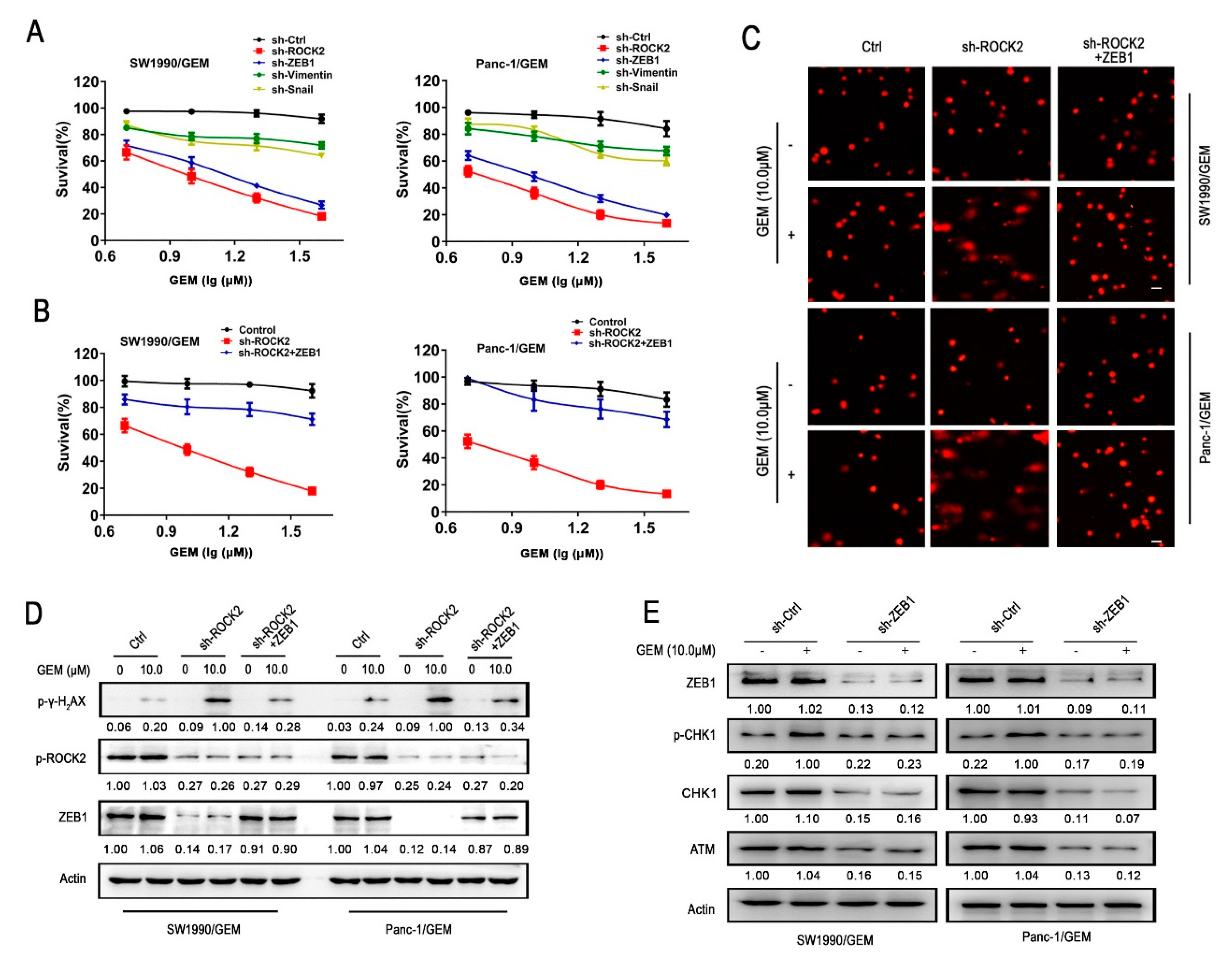 Cancers 11 01881 g004