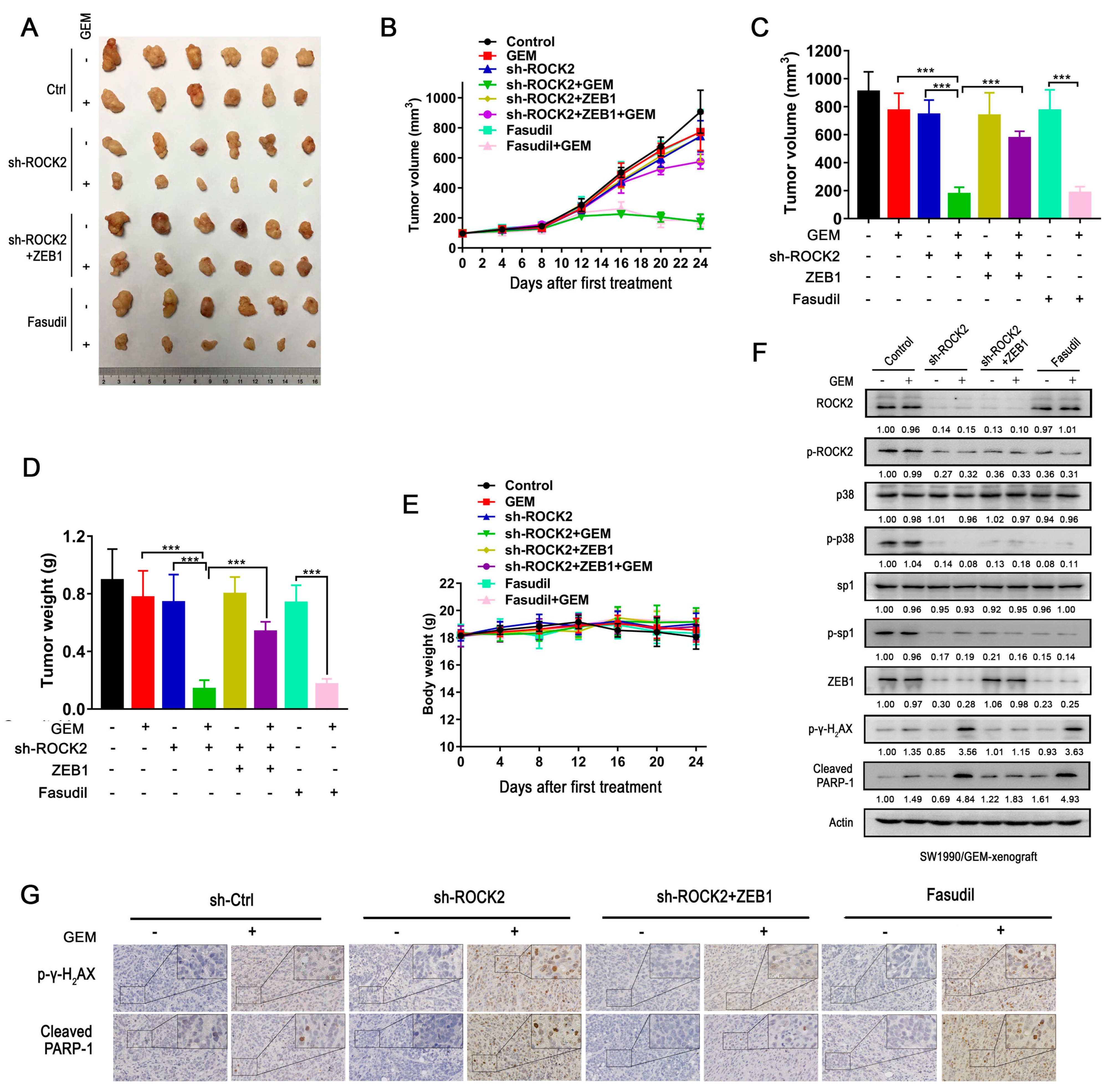 Cancers 11 01881 g007