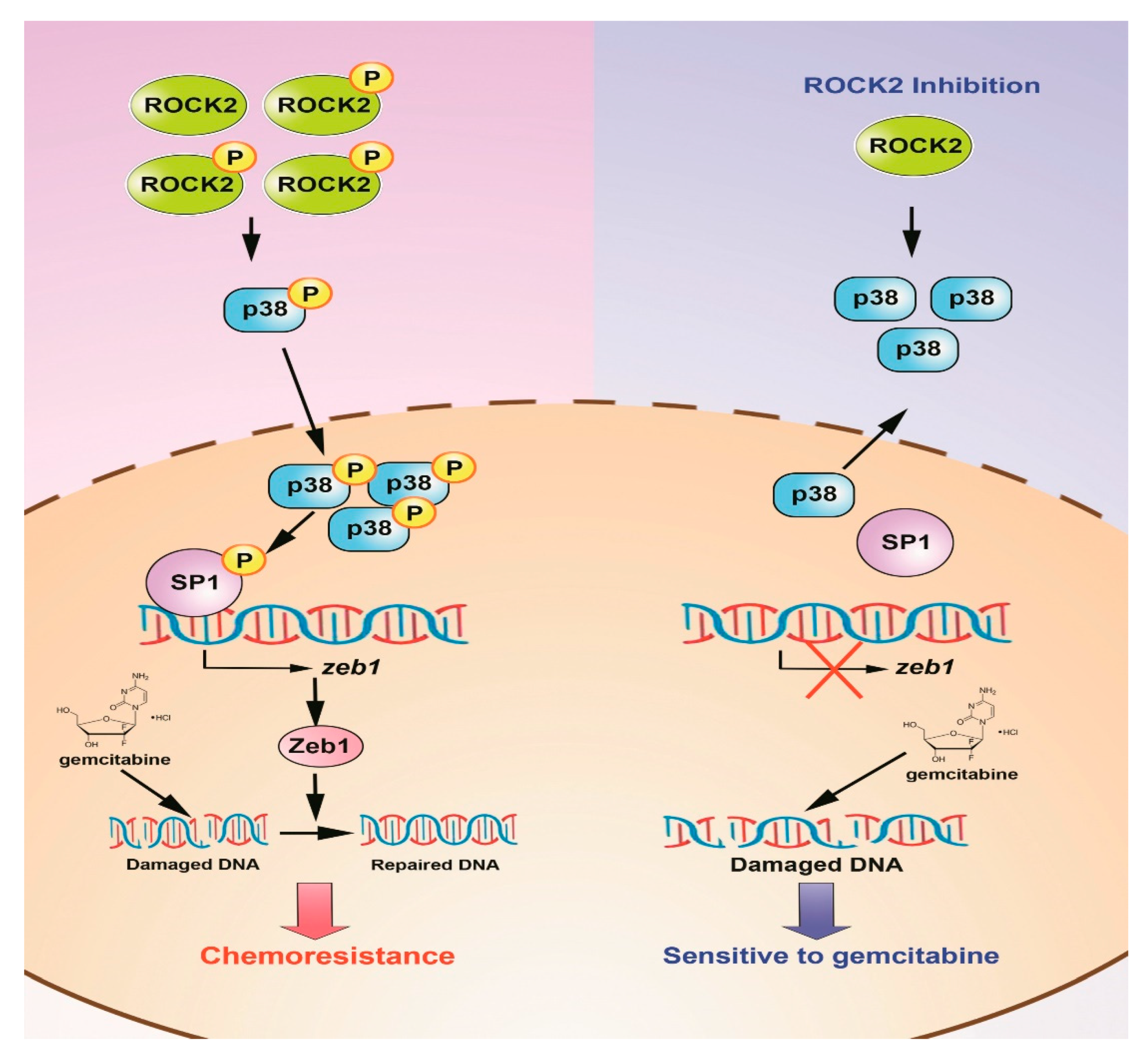 Cancers 11 01881 g008