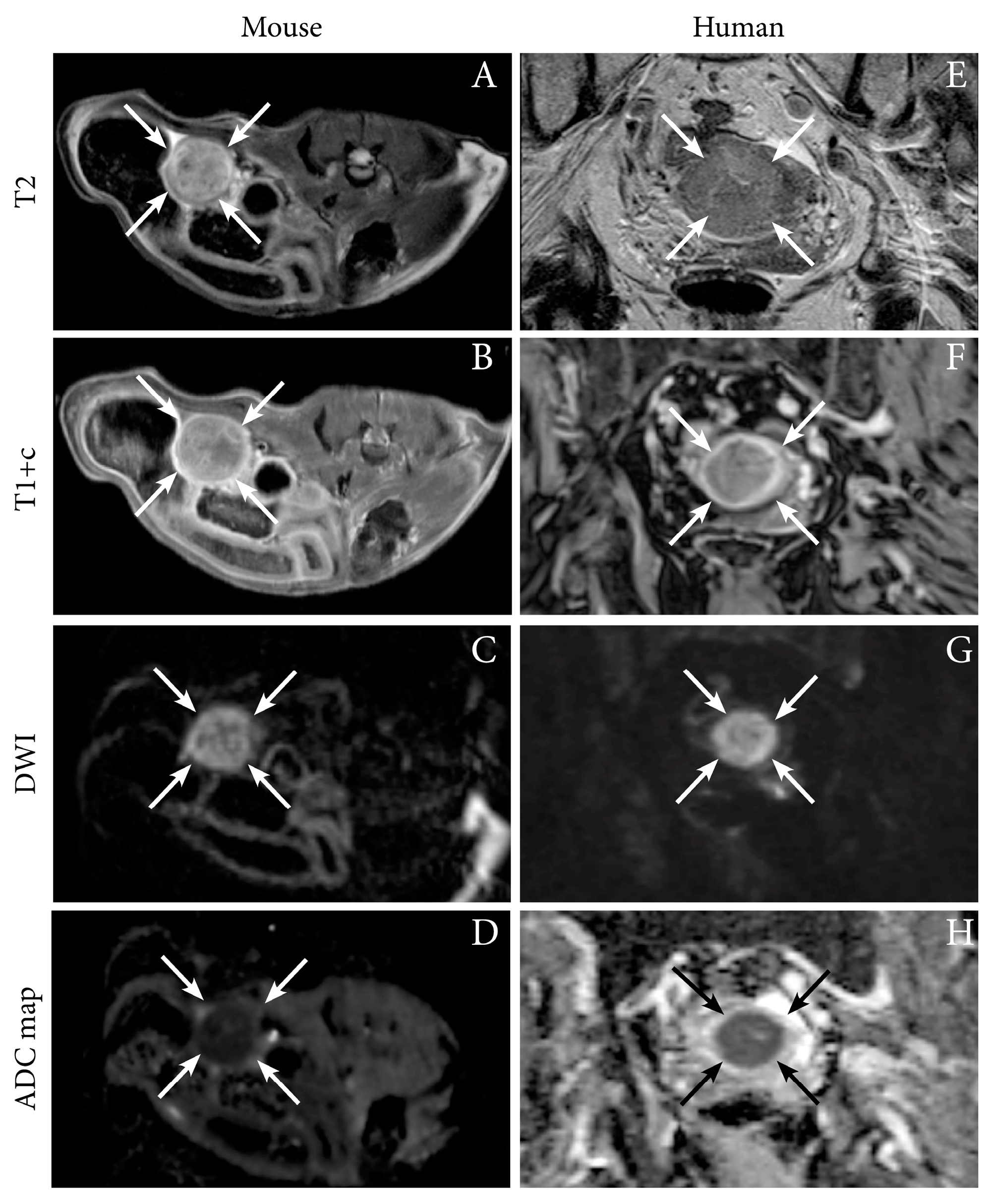 Cancers 11 01885 g001 Cancers 11 01885 g001