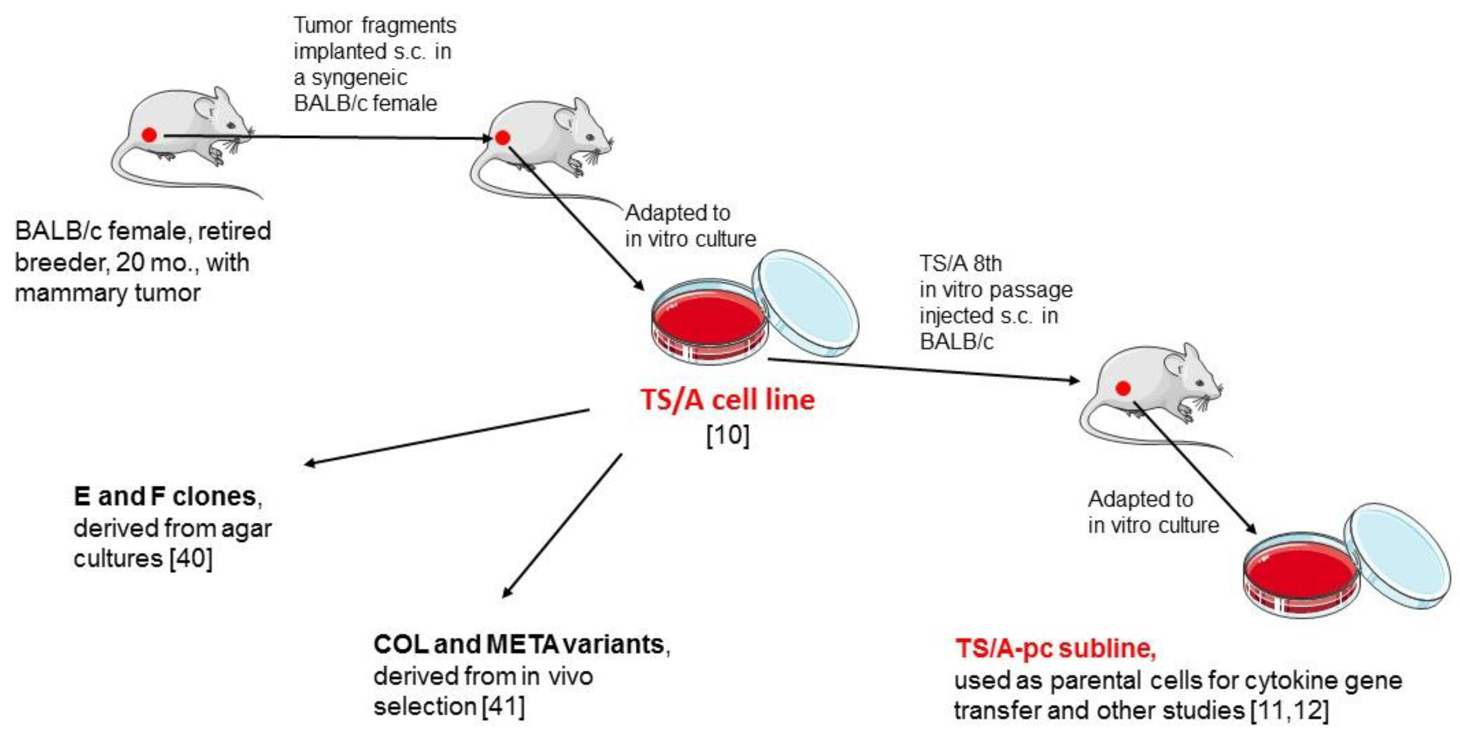Cancers 11 01889 g001