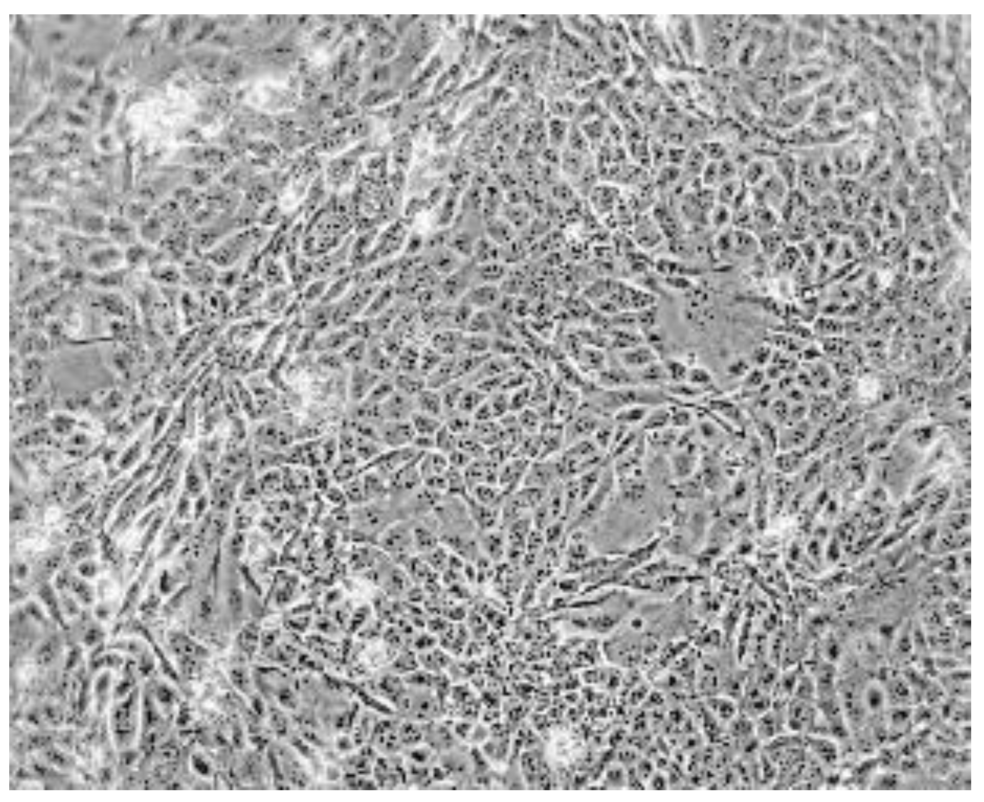 Cancers 11 01889 g002