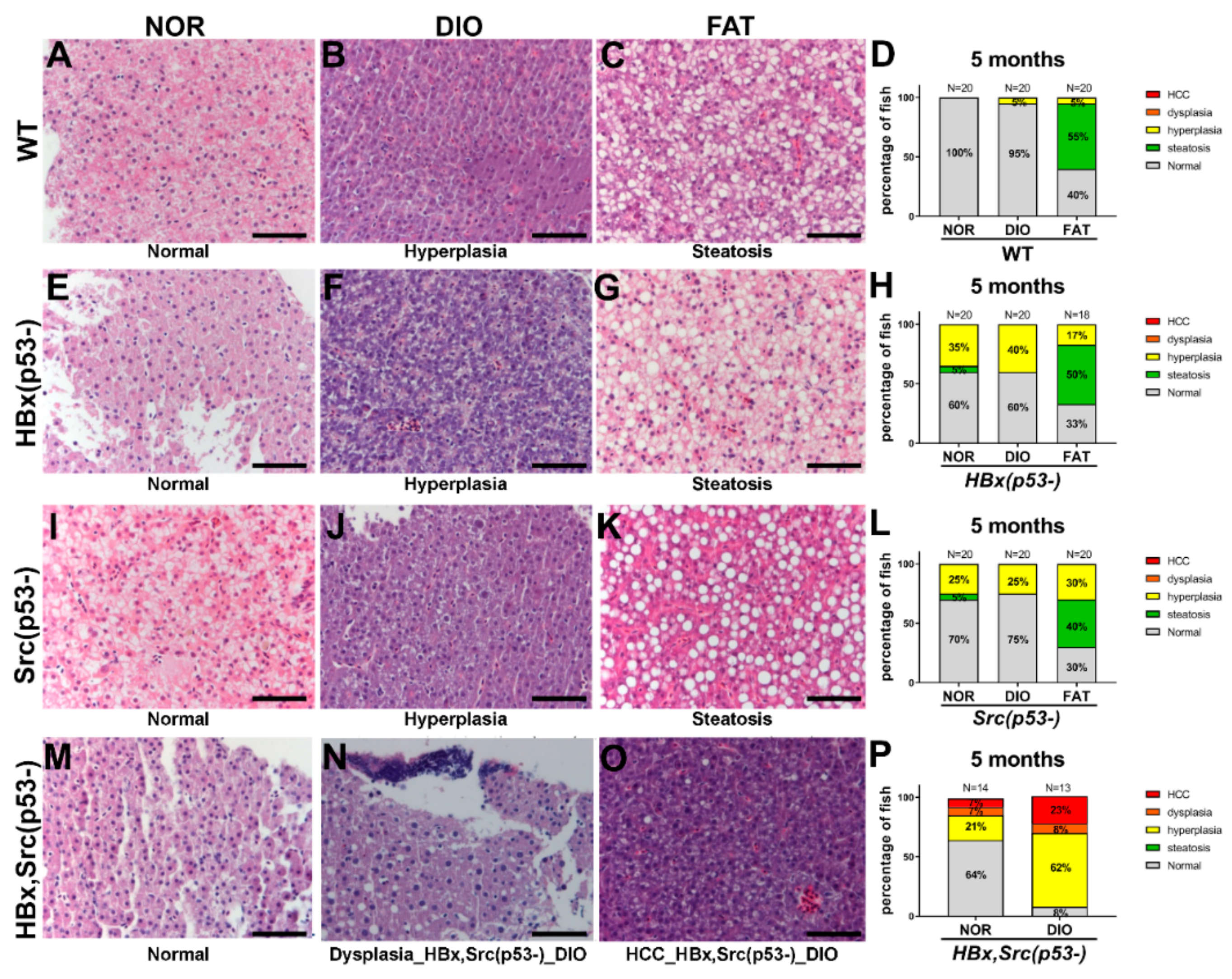 Cancers 11 01899 g003