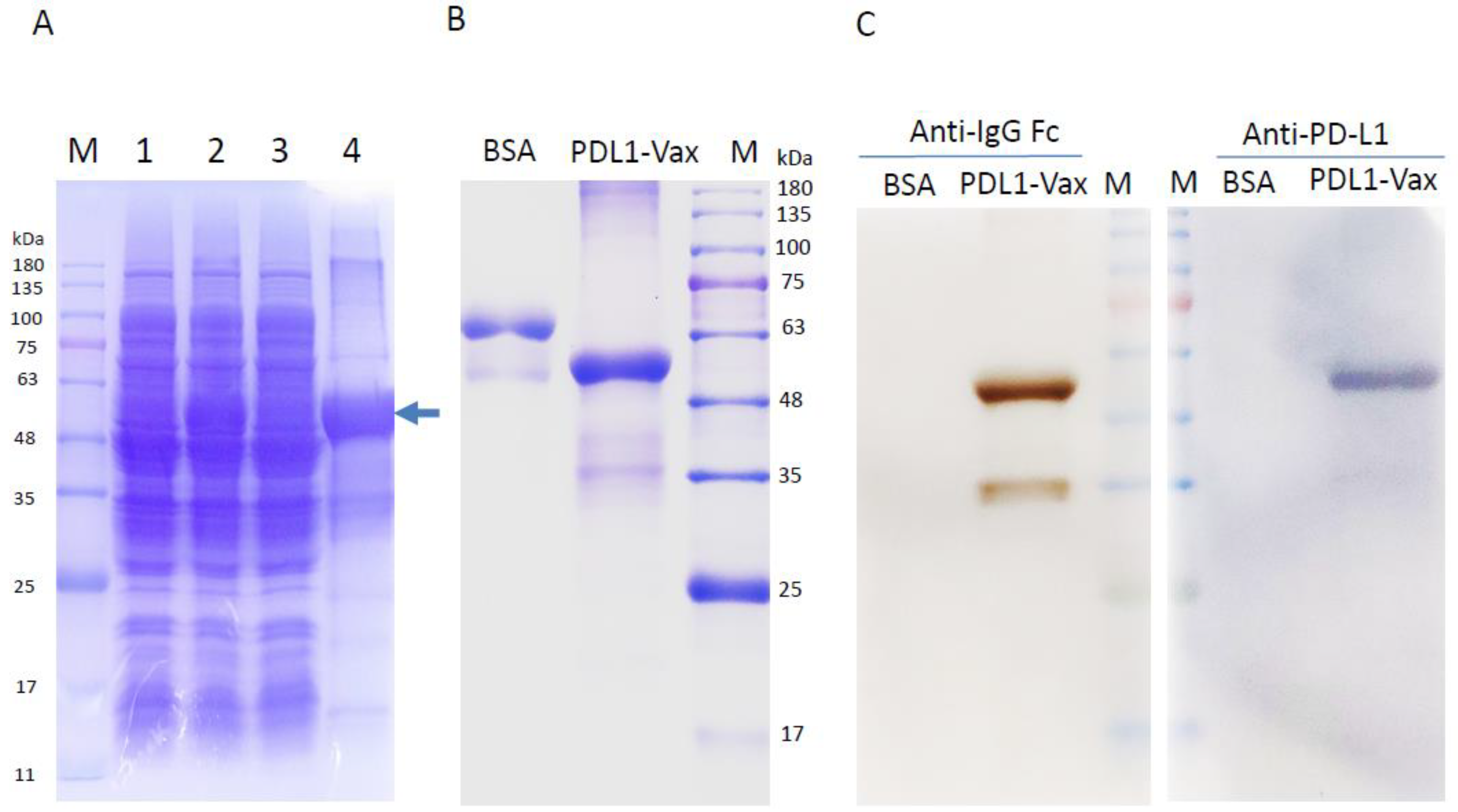 Cancers 11 01909 g001 Cancers 11 01909 g001