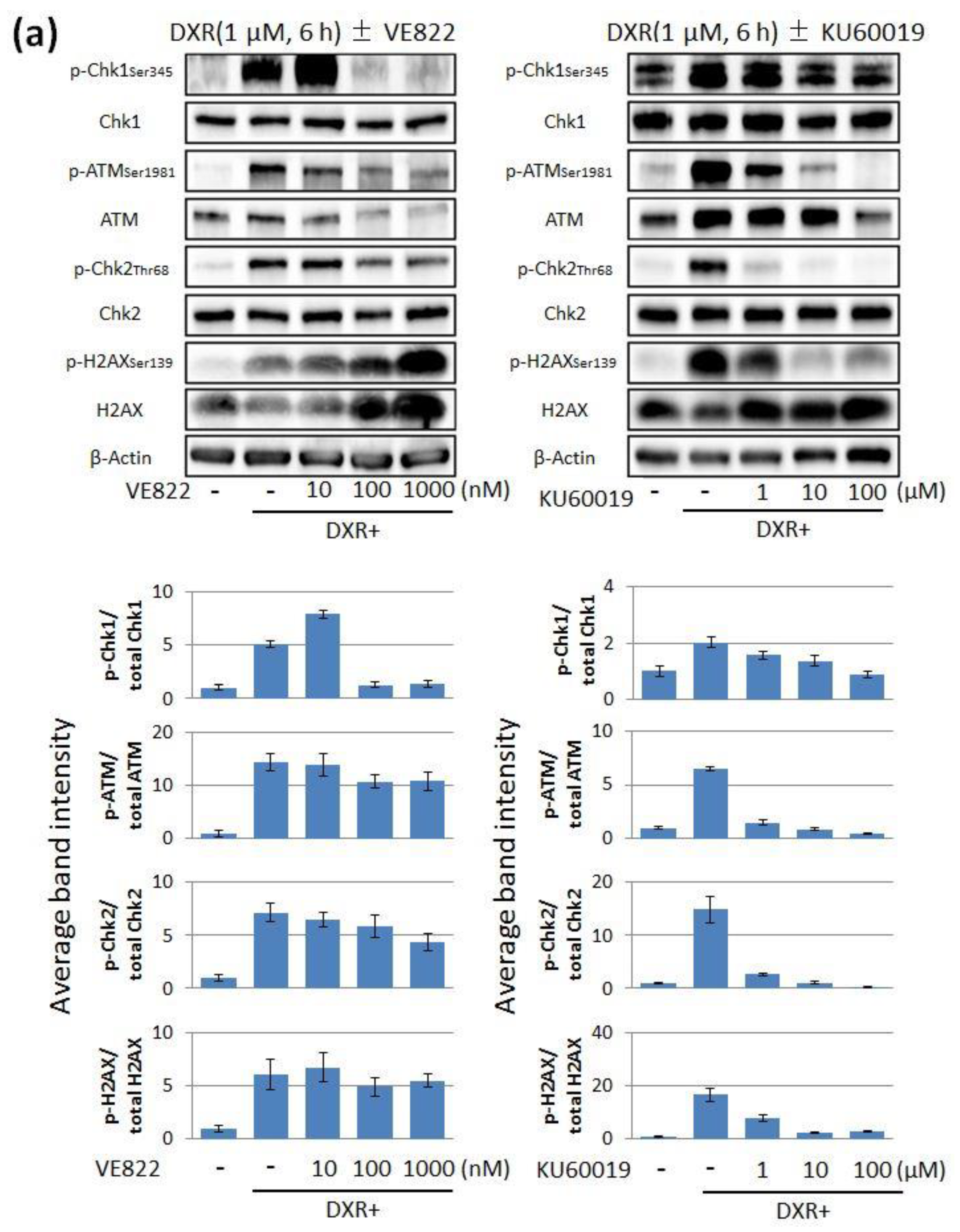 Cancers 11 01913 g002a