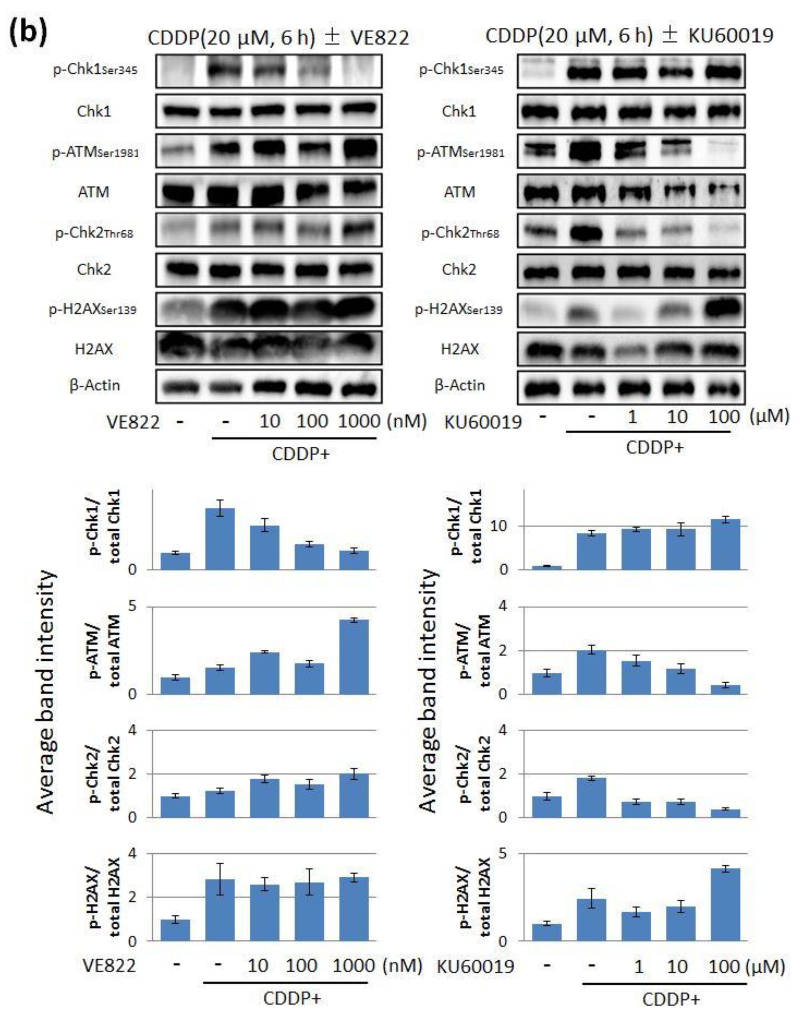 Cancers 11 01913 g002b