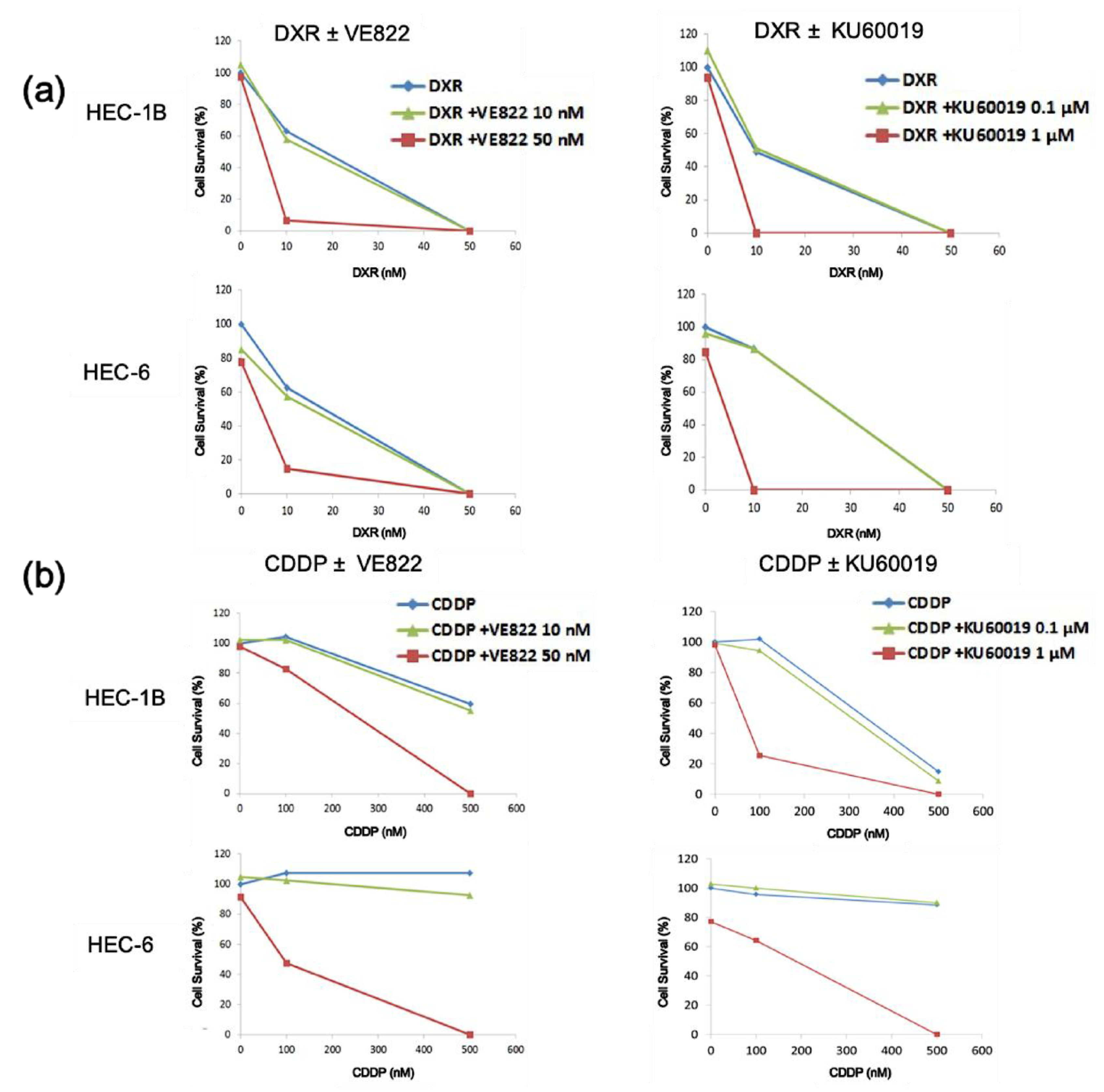 Cancers 11 01913 g003