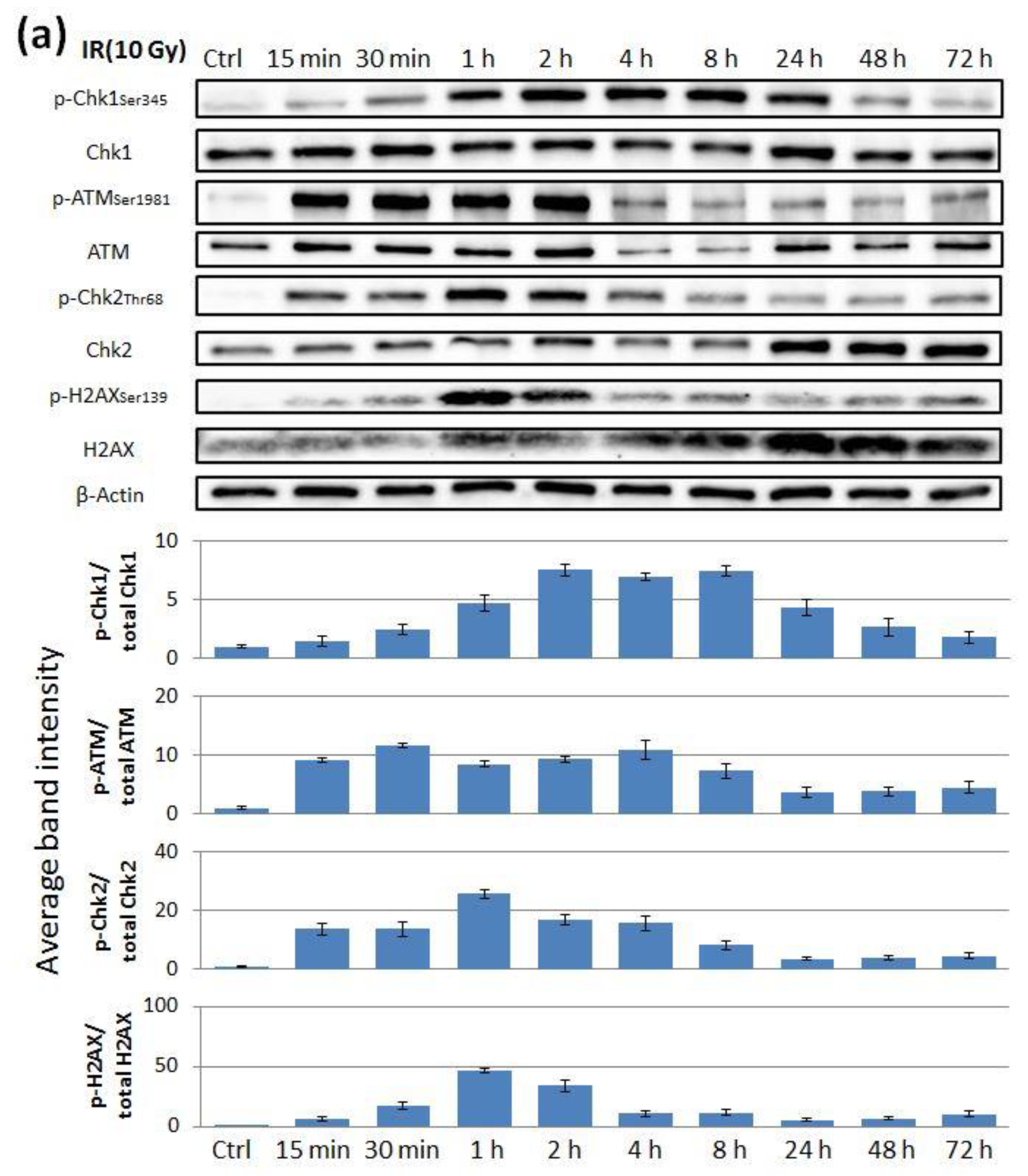 Cancers 11 01913 g005a