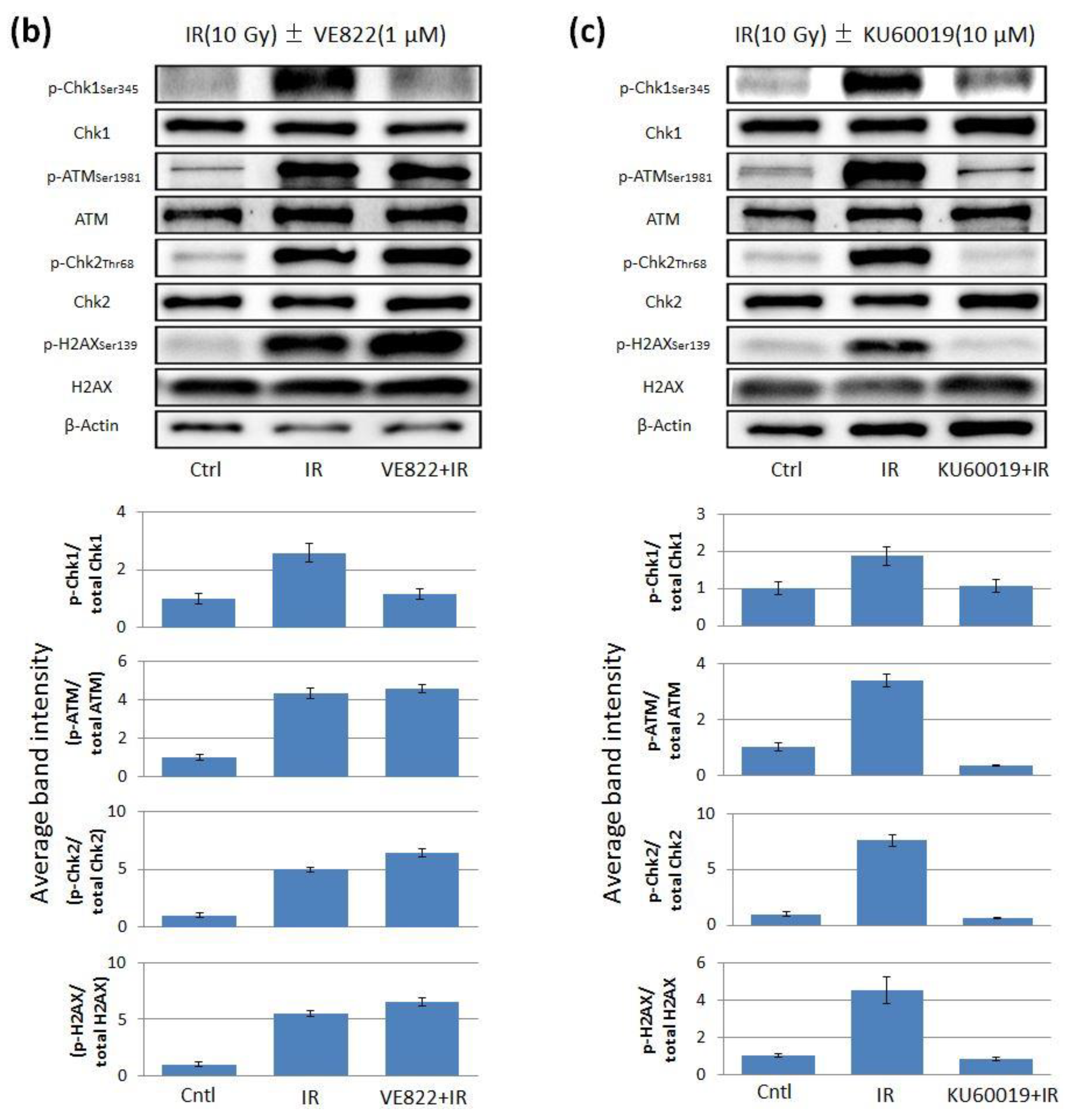 Cancers 11 01913 g005b