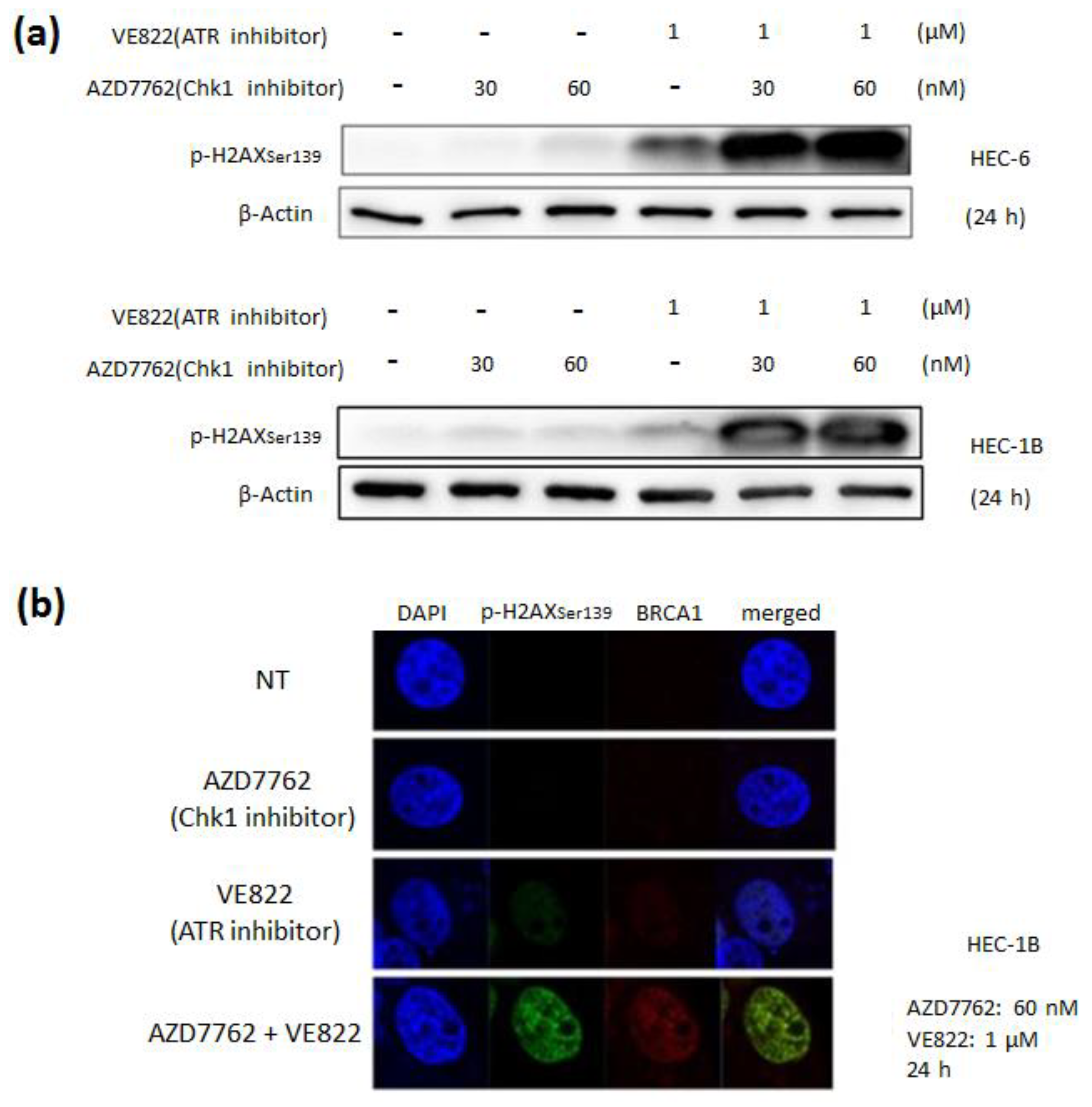 Cancers 11 01913 g008