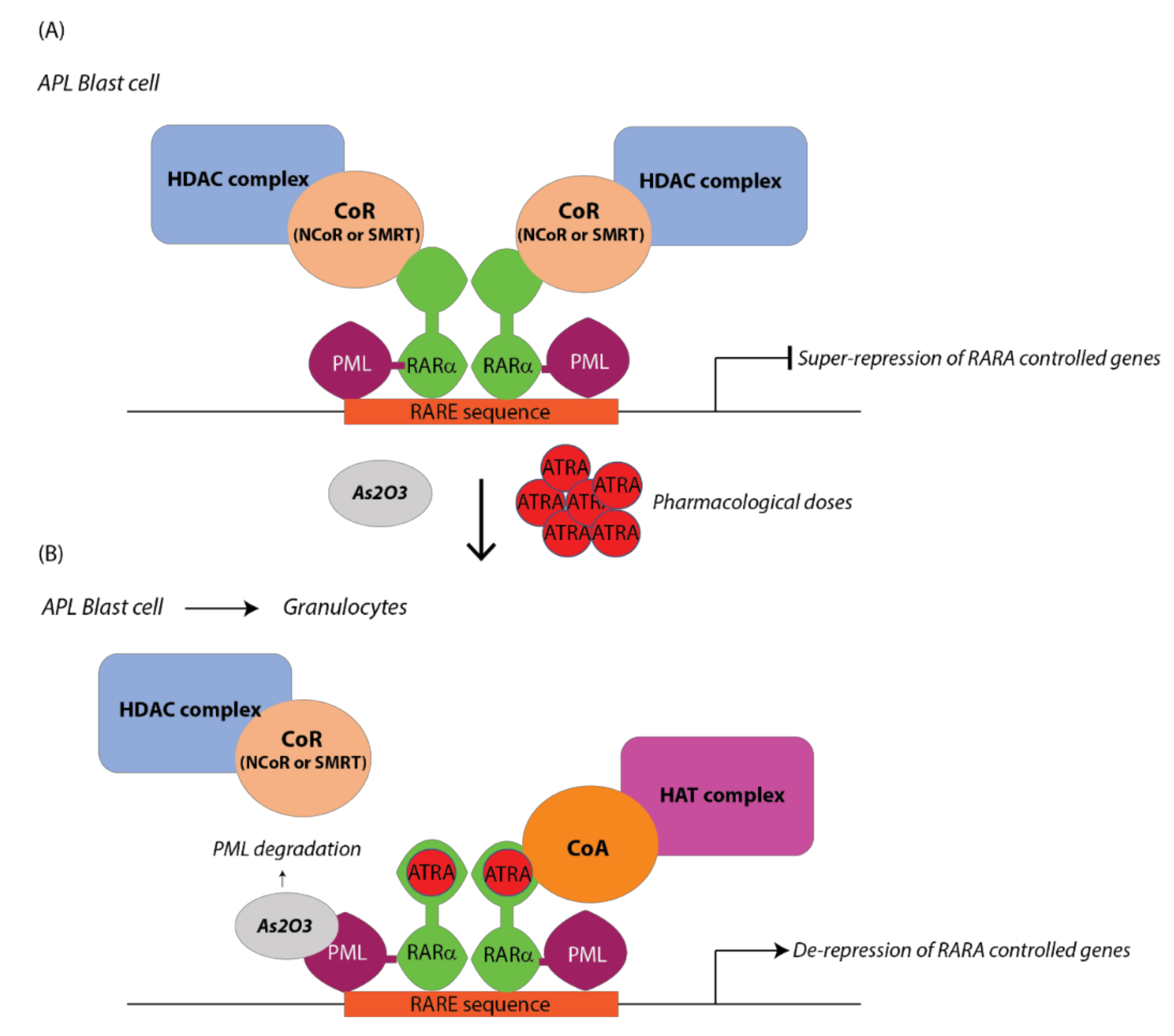 Cancers 11 01915 g002
