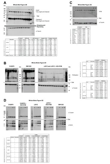 Cancers 11 01918 g0a2