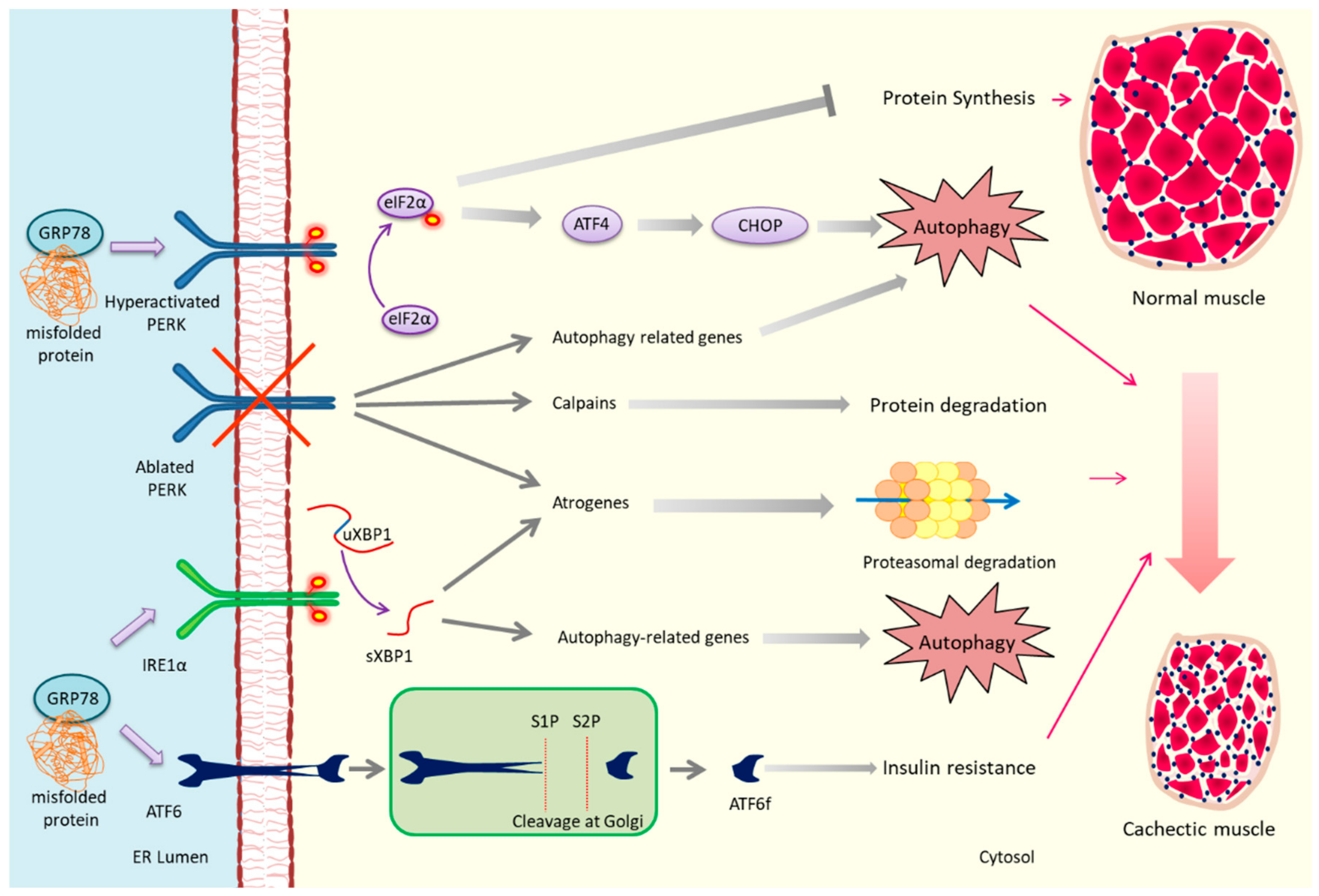 Cancers 11 01929 g002