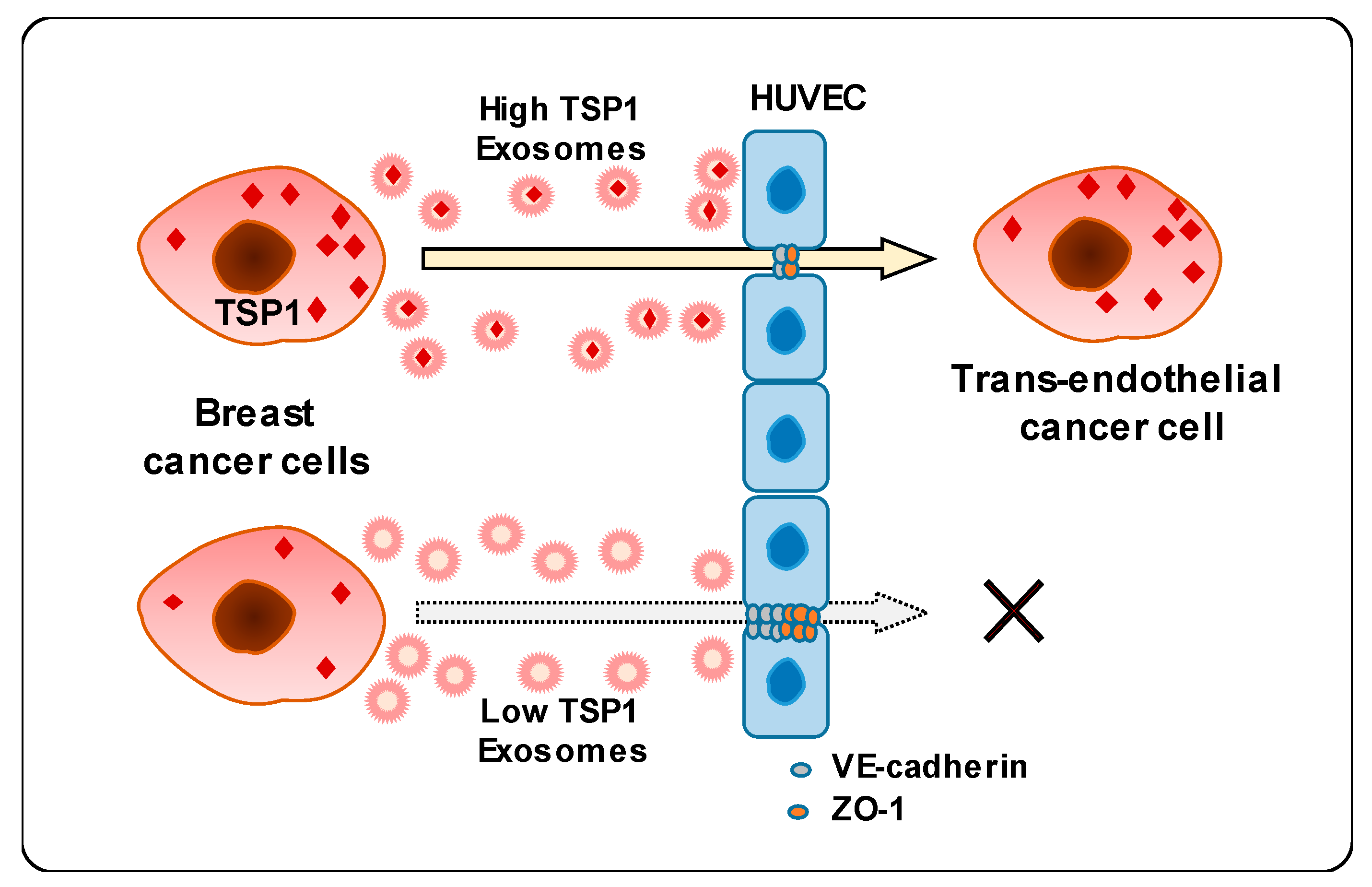 Cancers 11 01946 g007